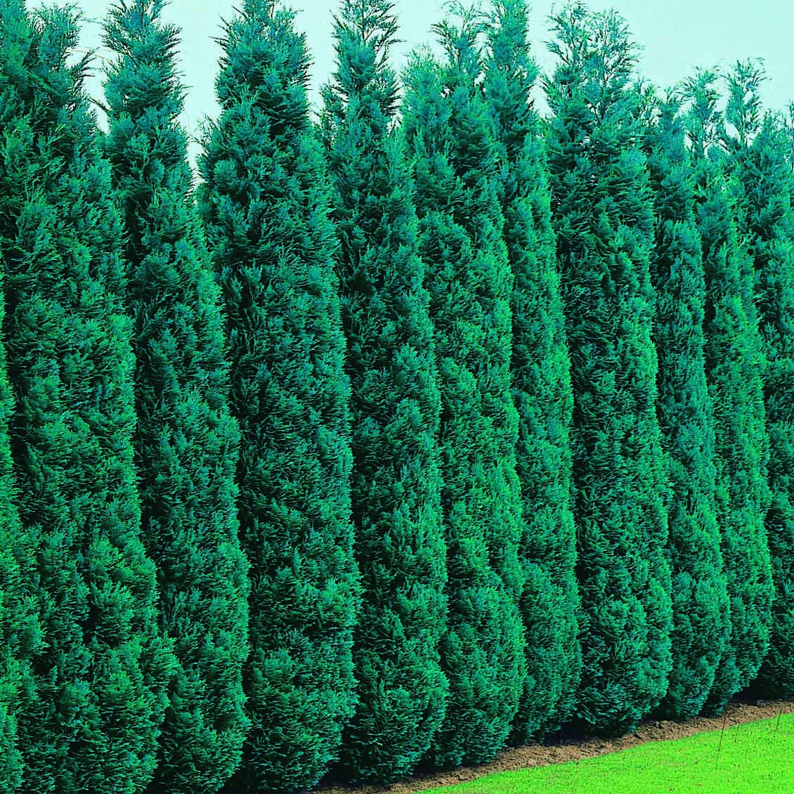 Conifères - Faux Cyprès de Lawson - Chamaecyparis lawsonia Columnaris