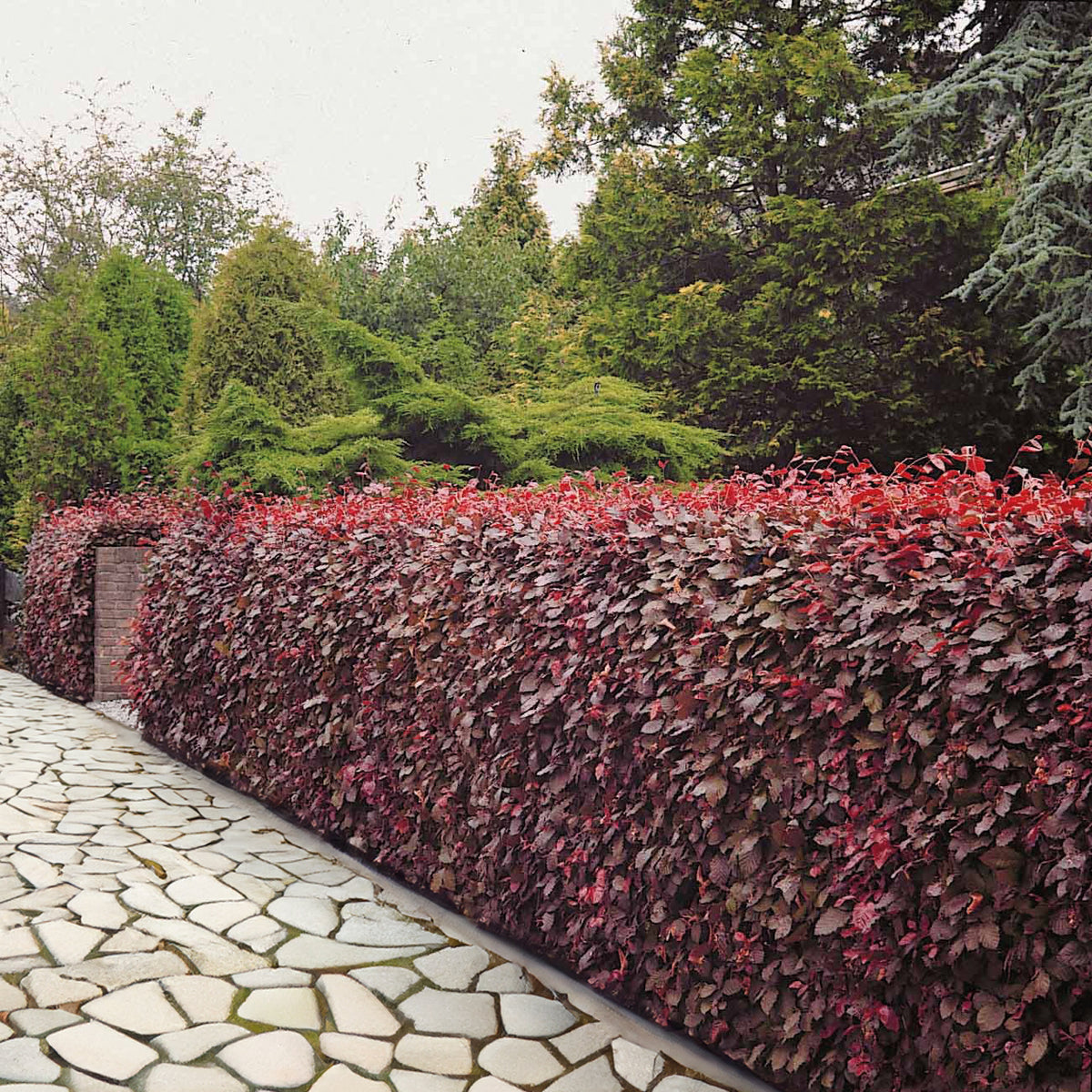 Haie de hêtres pourpres - Fagus sylvatica purpurea - Willemse