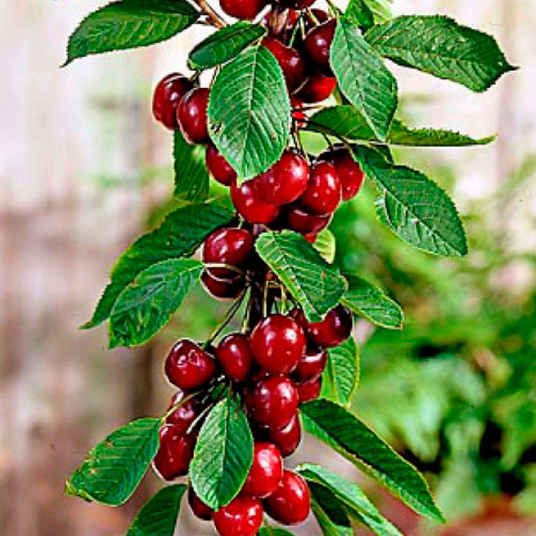 Prunus avium Sylvia - Mini-cerisier Sylvia - Mini fruitier