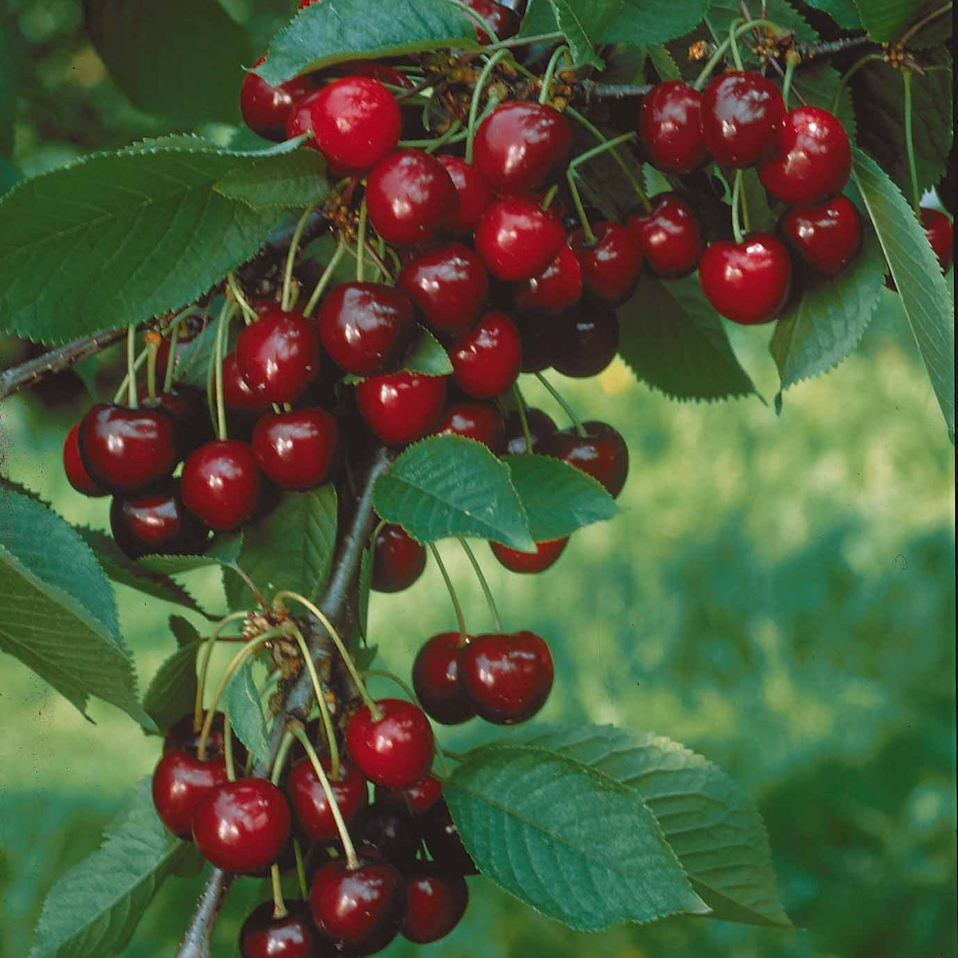 Mini-cerisier Sylvia - Prunus avium Sylvia - Willemse