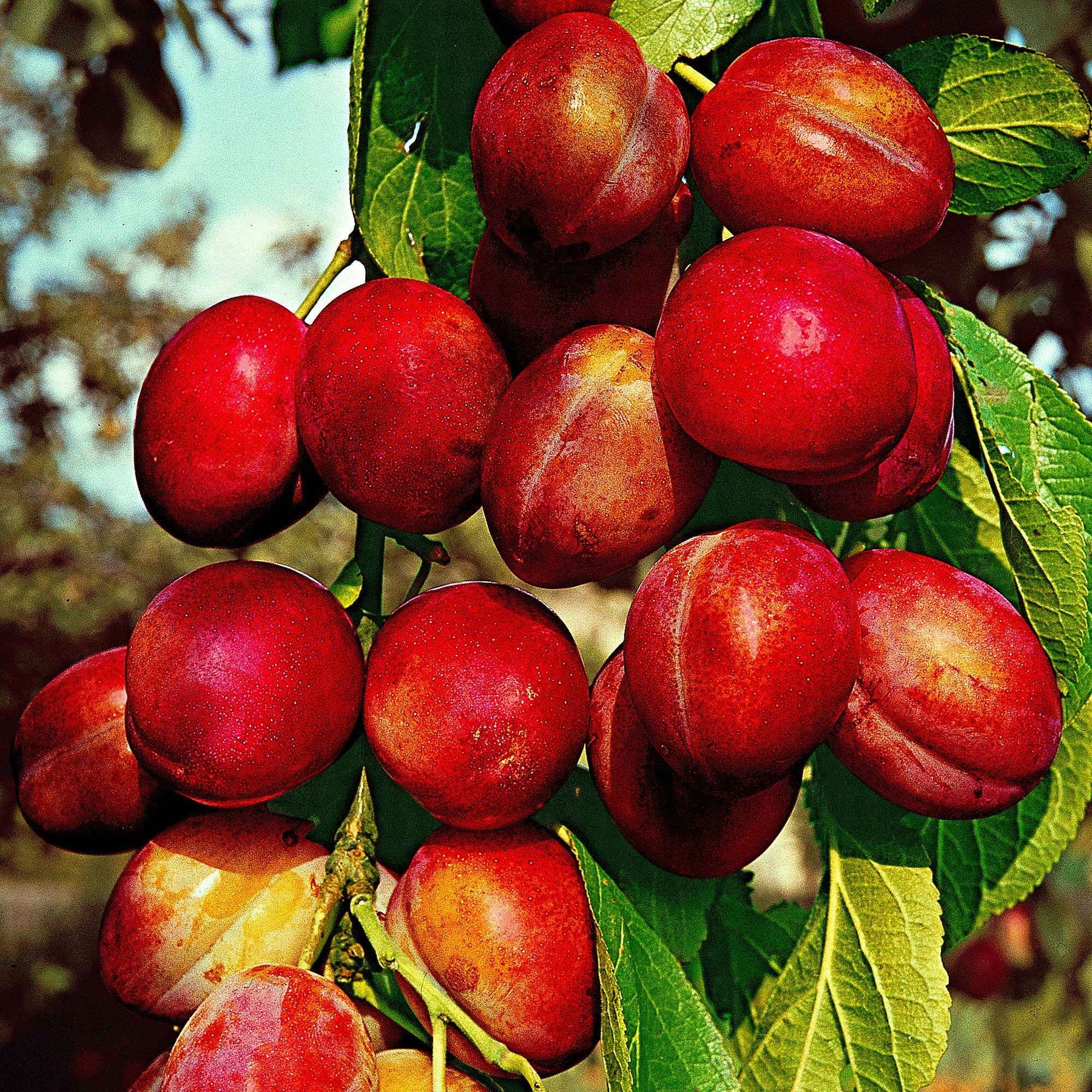 Prunus domestica Reine Victoria - Prunier Reine Victoria - Prunier