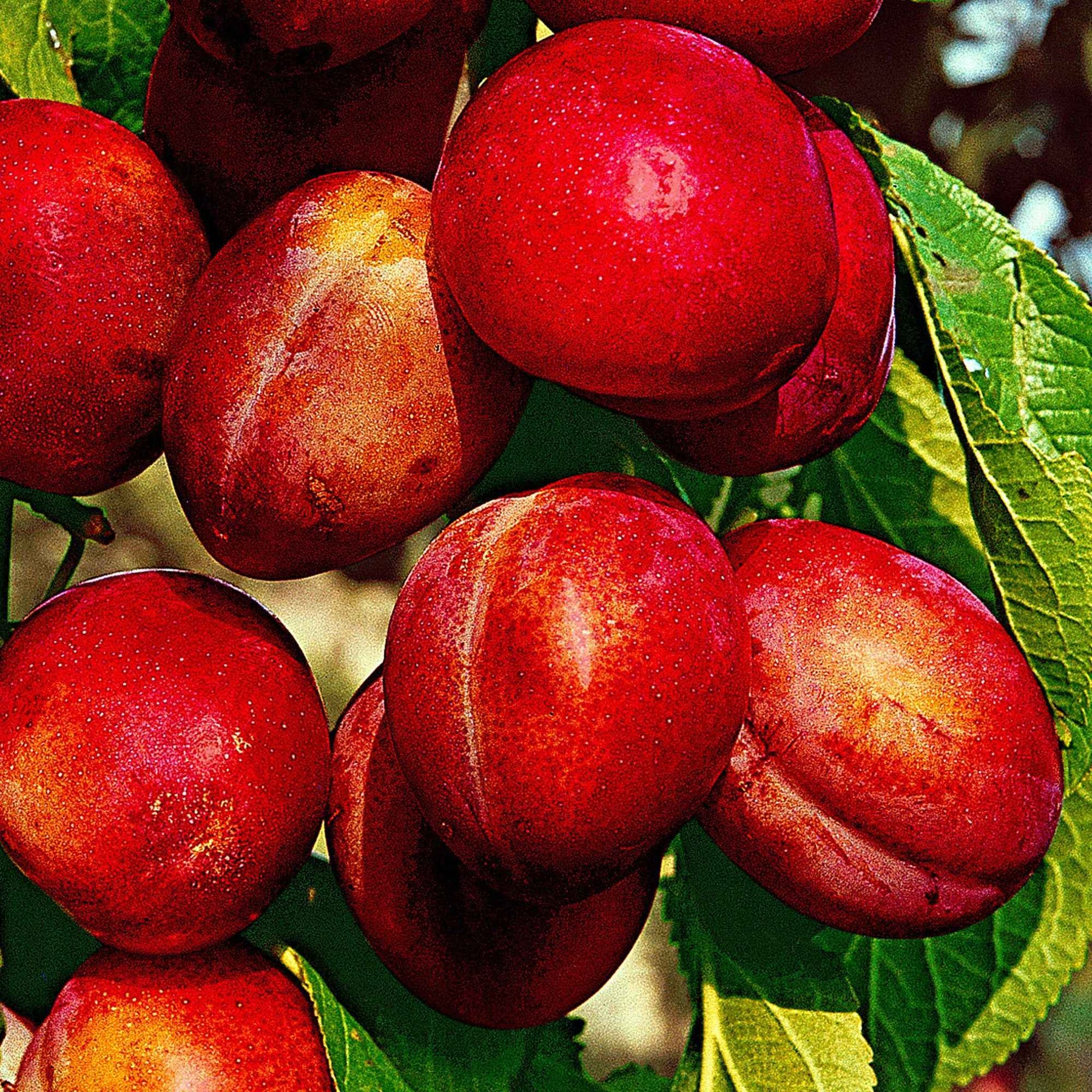 Vente Prunier Reine Victoria - Prunus domestica Reine Victoria