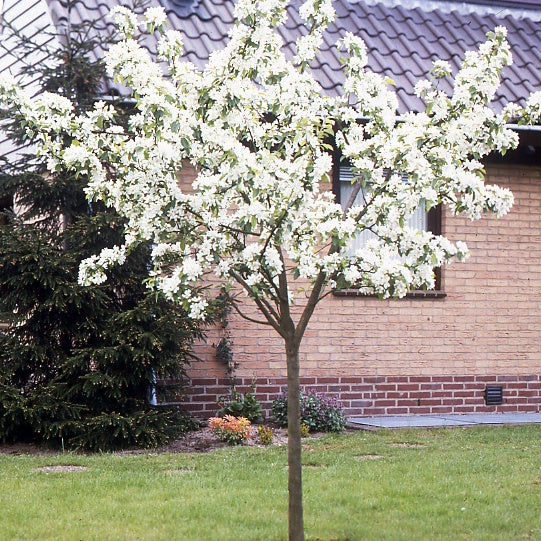 Pyrus communis William's ('bon chrétien') - Poirier William's - Bon Chrétien - Poirier