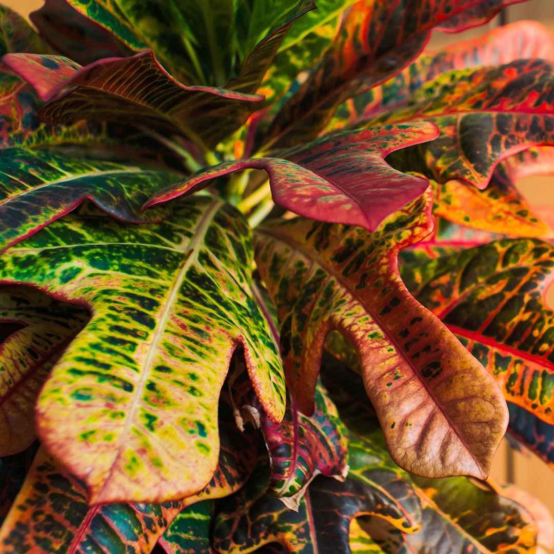 Codiaeum variegatum mrs. iceton - Croton Mrs. Iceton - Plantes vertes