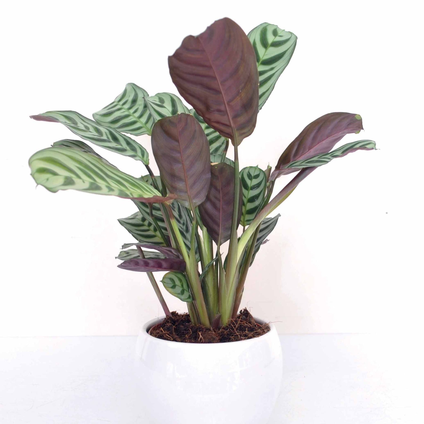 Plantes vertes - Dormeuse - Ctenanthe burle-marxii