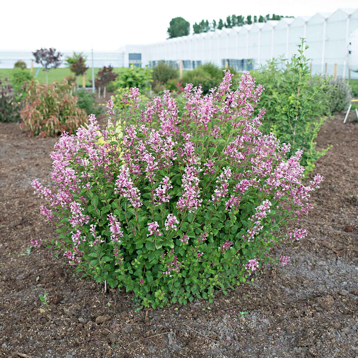Lilas parfum rose - Syringa bloomerang ® pink perfume - Willemse