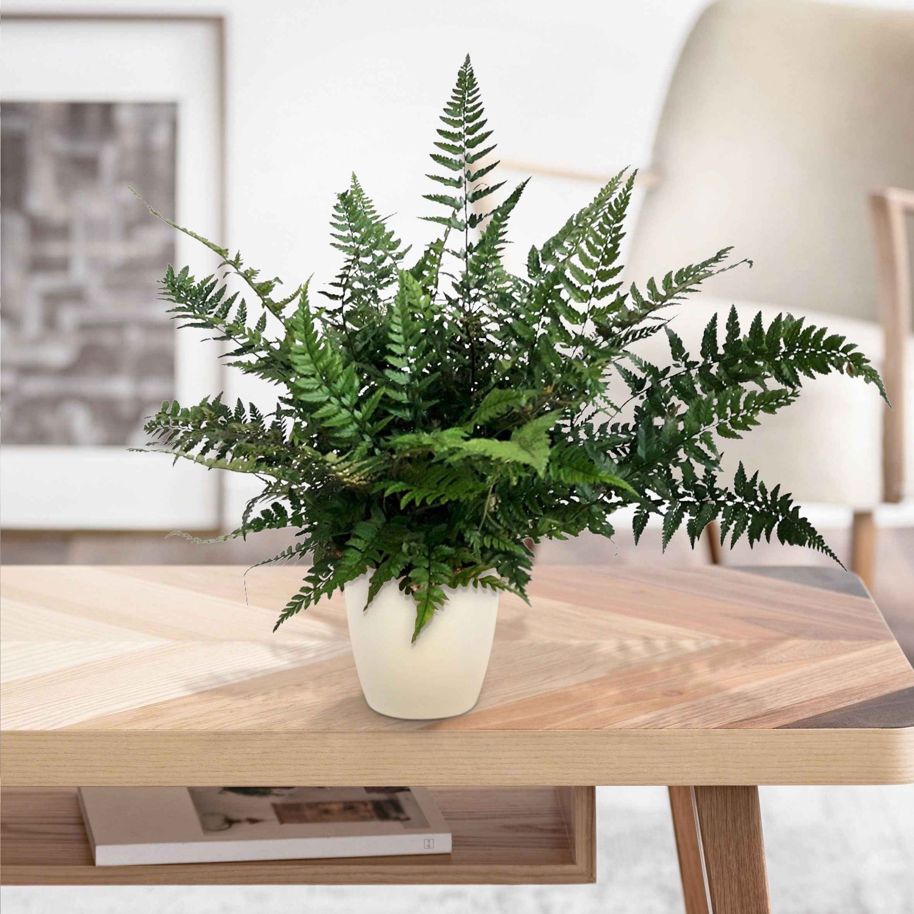 Polystichum tsussimense - Aspidie de Corée - Fougère - Fougères