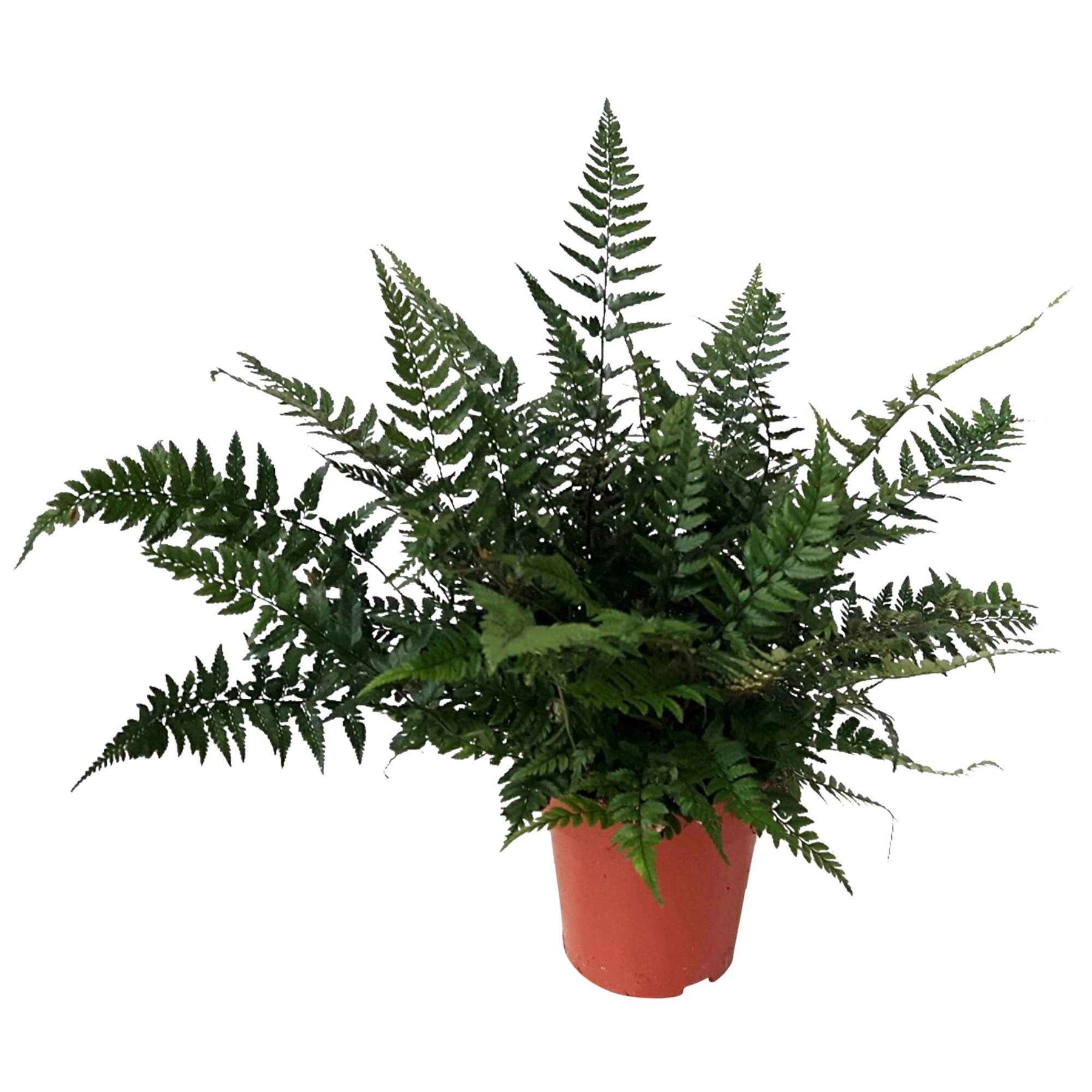 Fougères - Aspidie de Corée - Fougère - Polystichum tsussimense