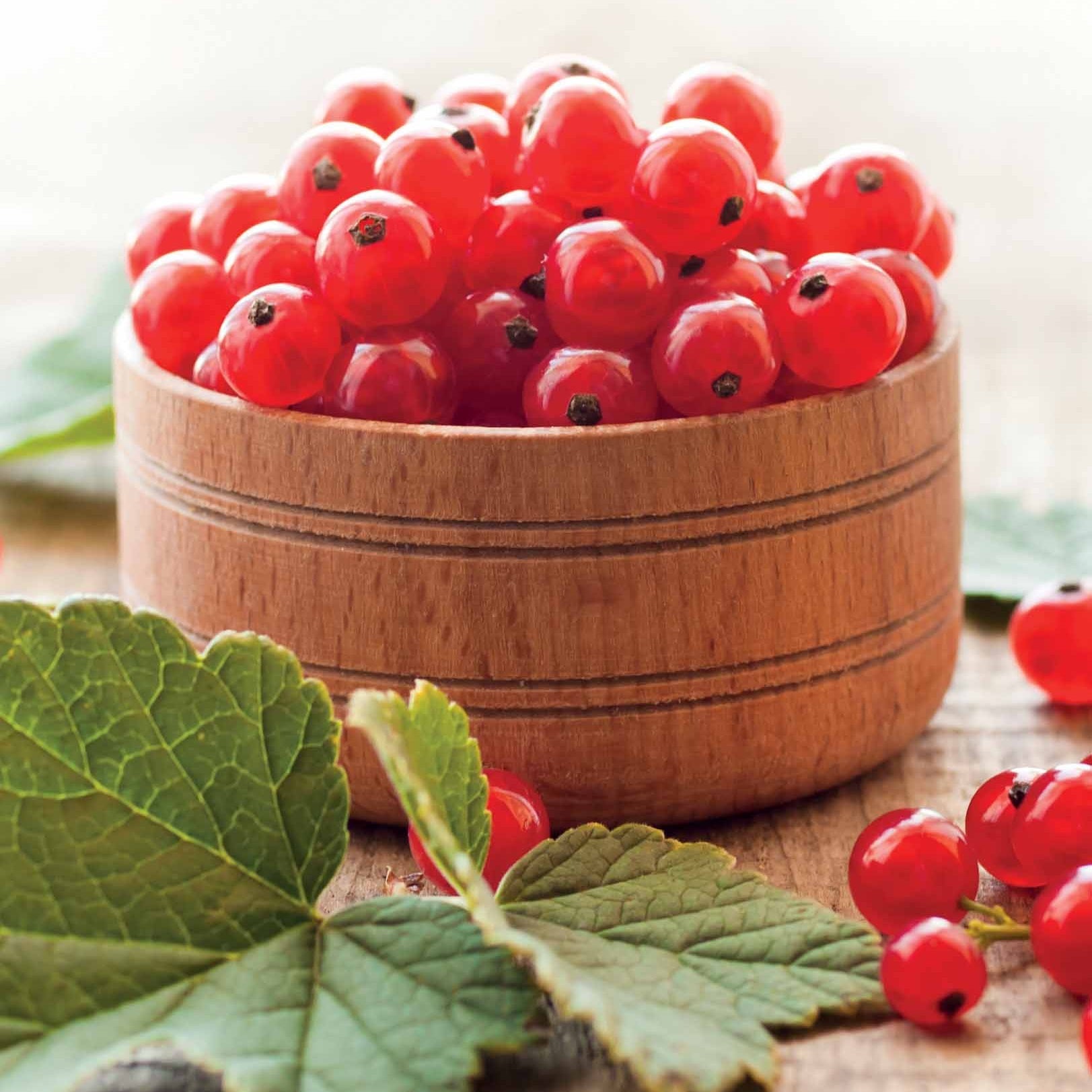 Ribus rubrum Jonkheer Van Tets - Groseillier Jonkheer van Tets - Groseillier