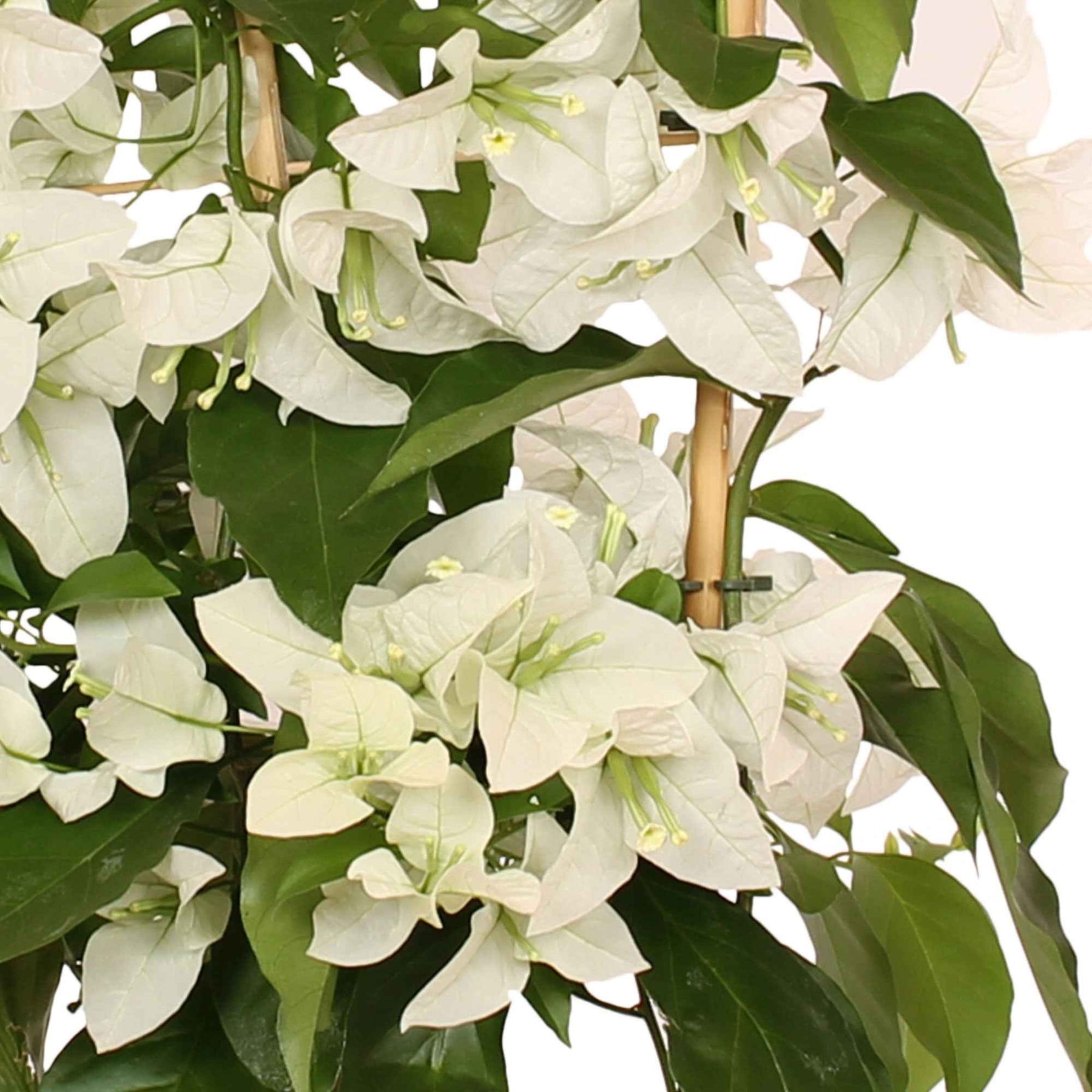 Bougainvilliers - Bougainvillier Blanc - Bougainvillea white