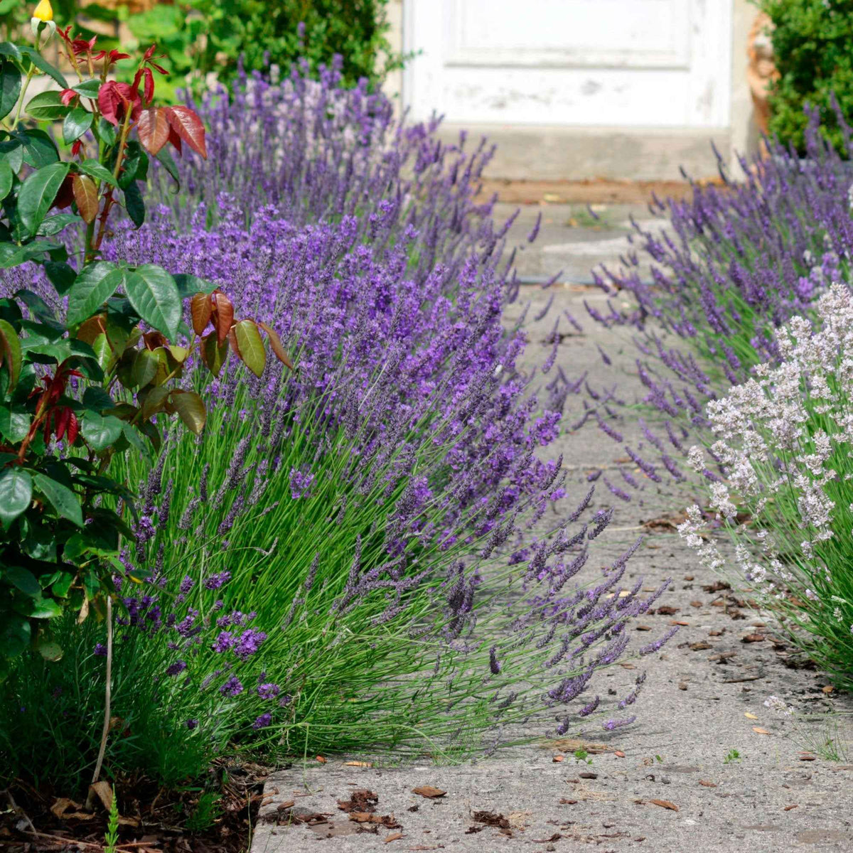 3 Lavandes Ardeche - Lavandula angustifolia ardeche - Willemse