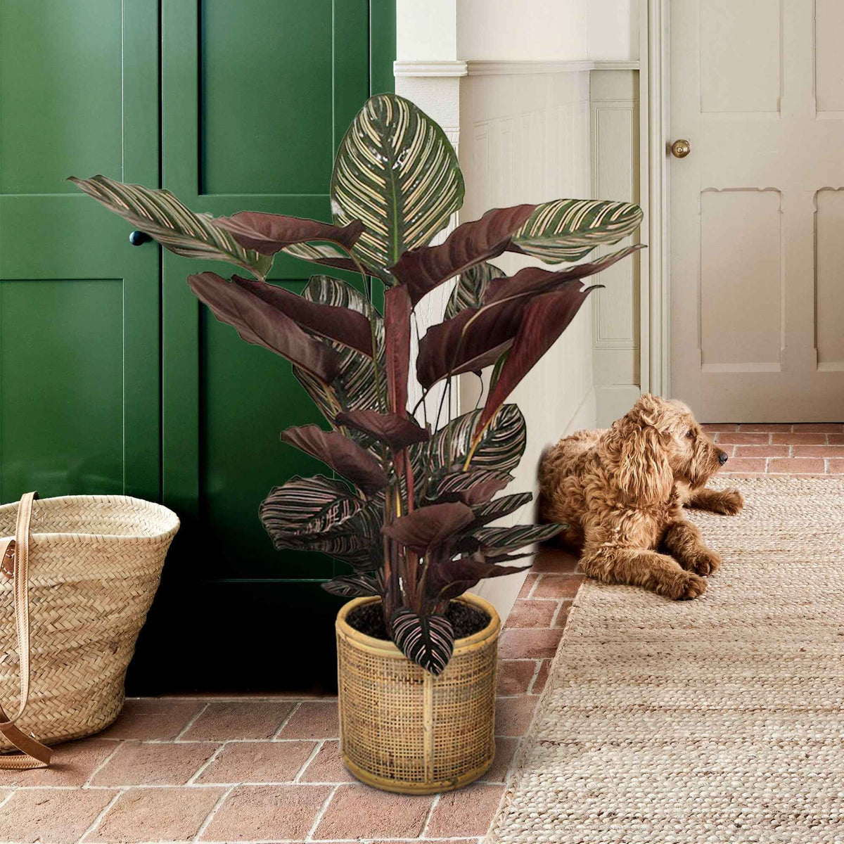 Calathéa Ornata - Calathea ornata - Willemse