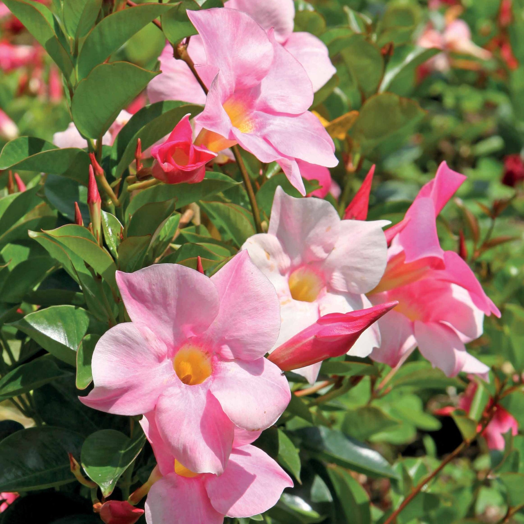 Jasmin du Brésil rose - Dipladenia - Dipladenia - Willemse