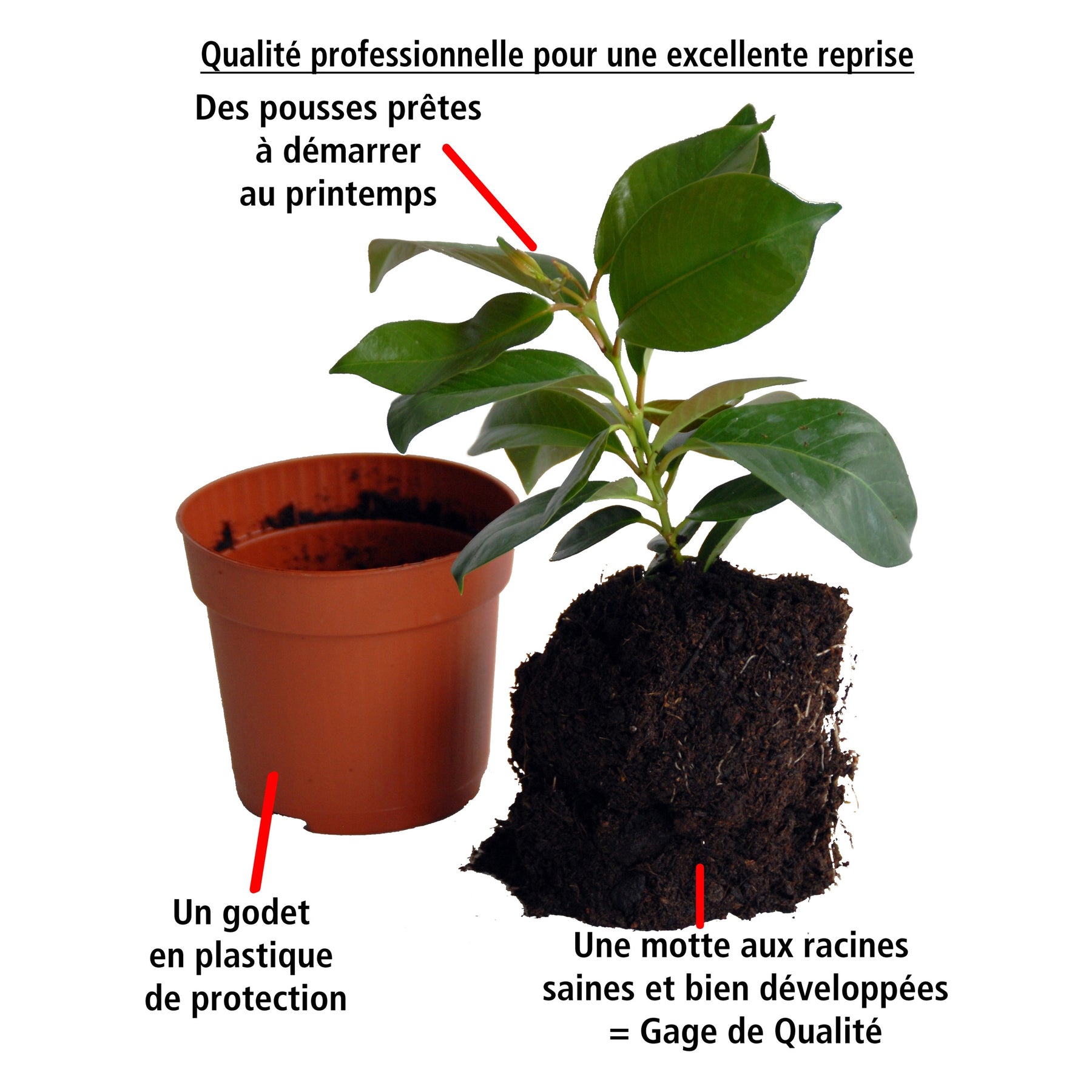Vente Jasmin du Brésil rouge - Dipladenia - Dipladenia - Mandevilla