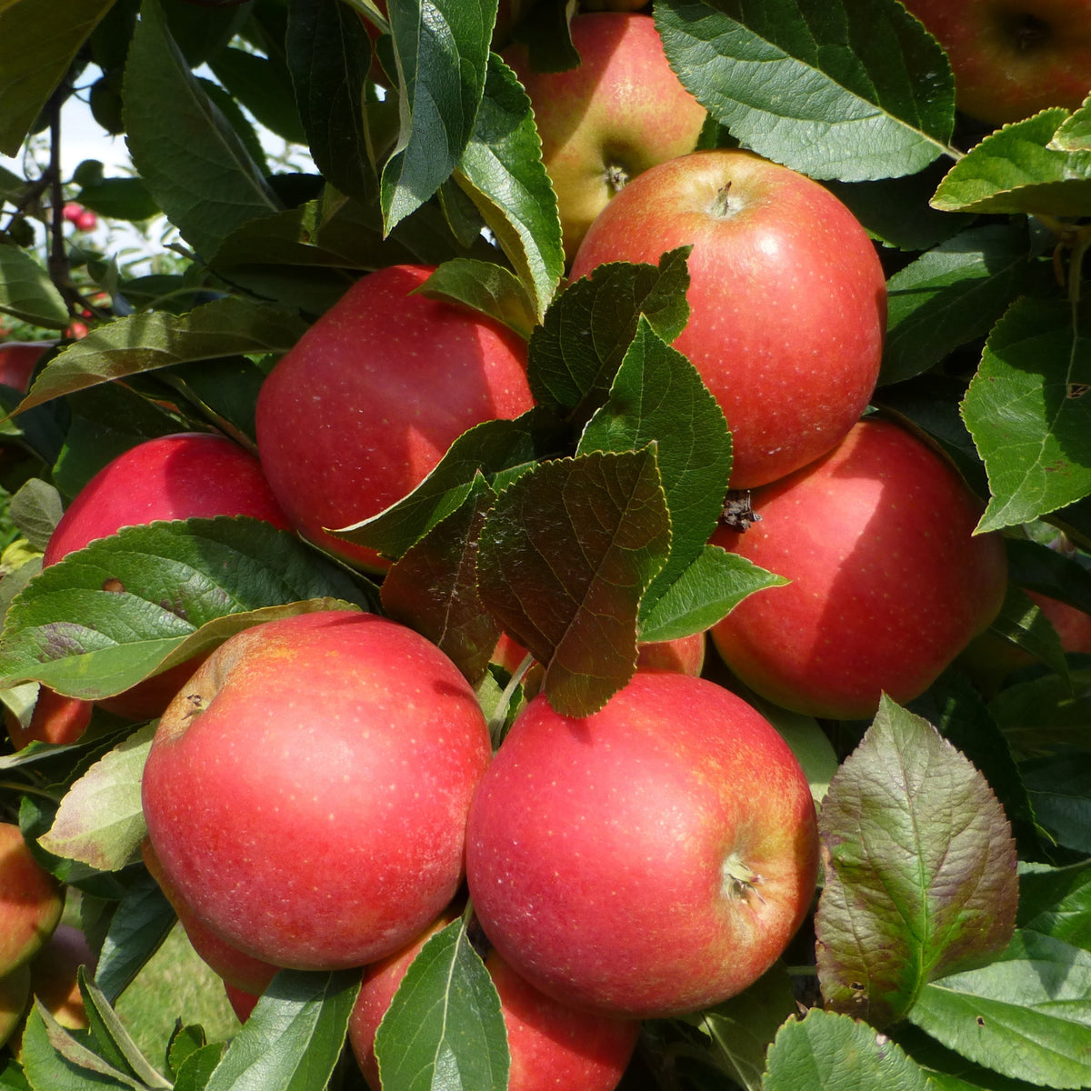 Pommier Elstar - Malus domestica Elstar - Willemse