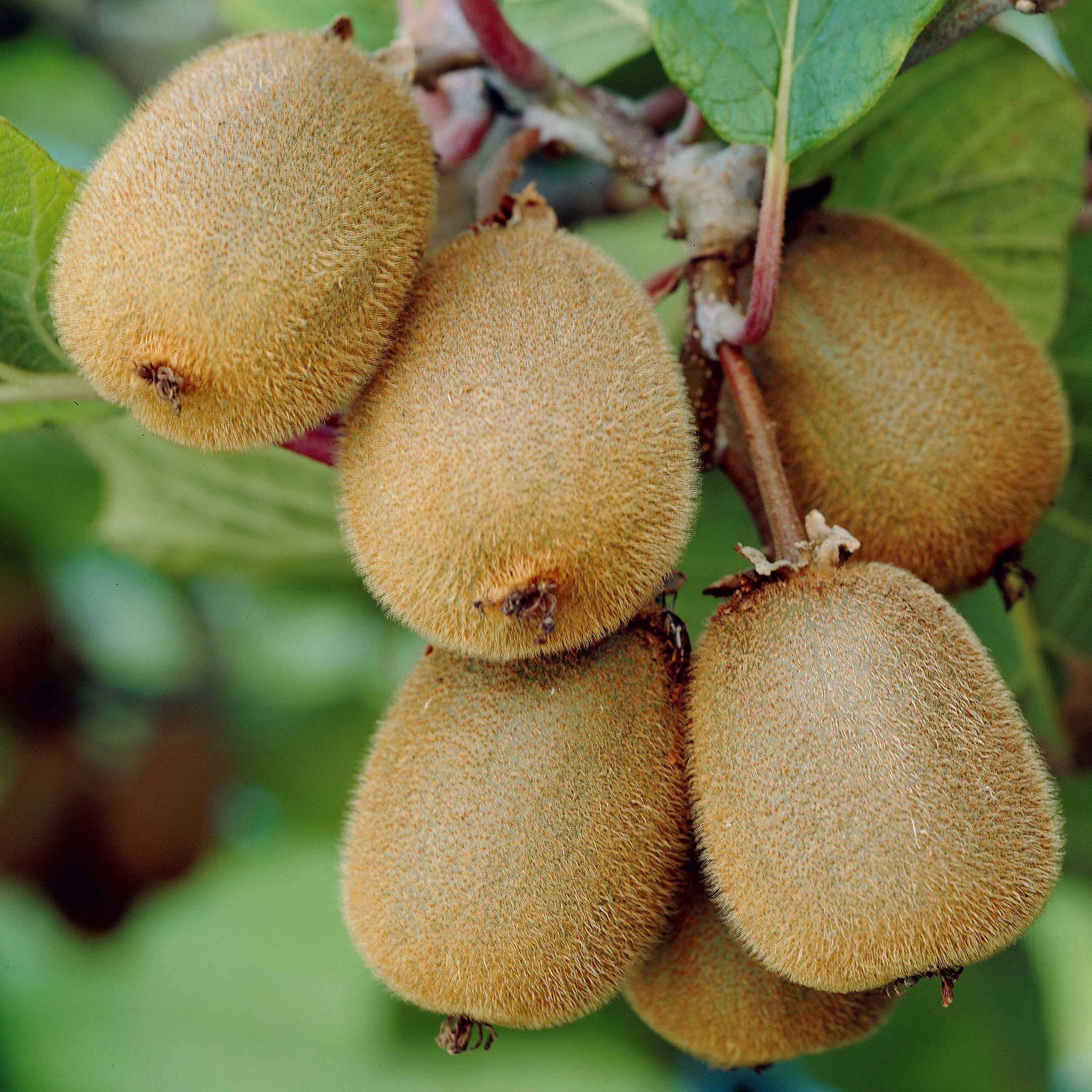 Kiwi autofertile Solissimo Renact - Actinidia deliciosa solissimo ® ‘renact’