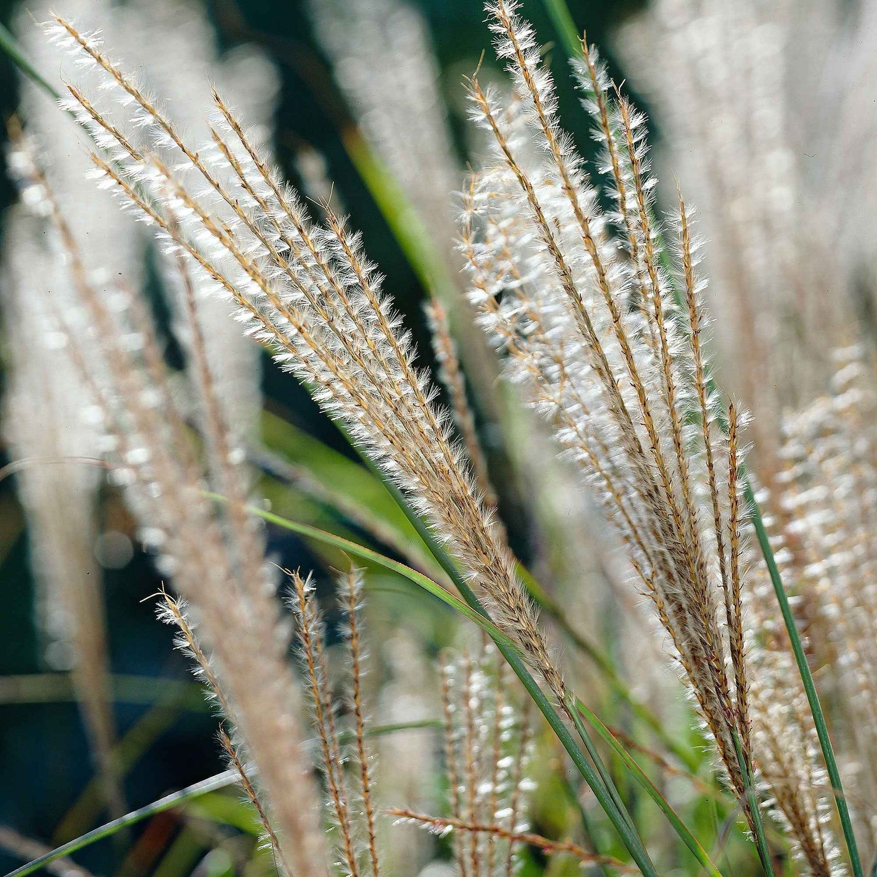 Vente Eulalie Gracillimus - Miscanthus sinensis gracillimus