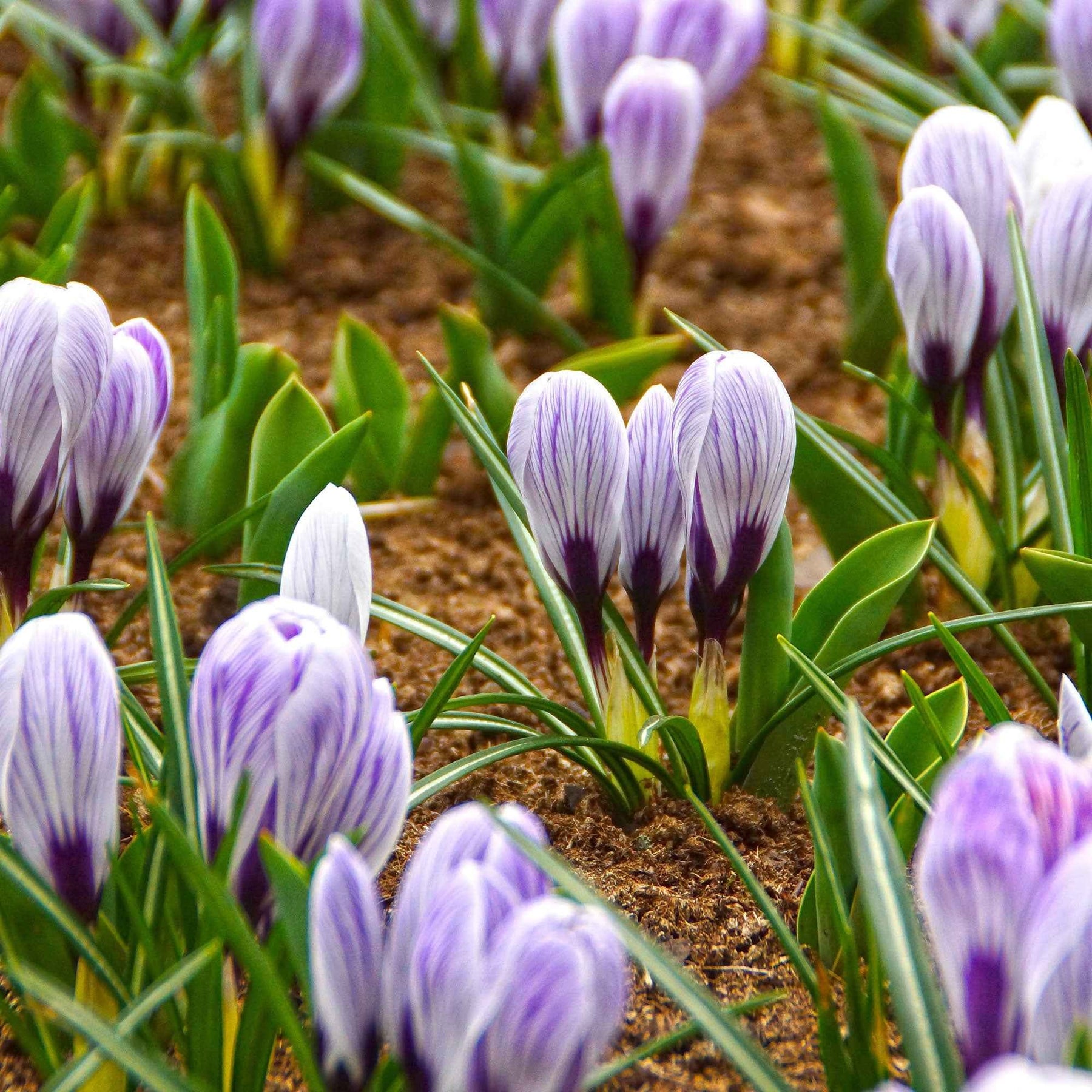Crocus vernus pick wick - 15 Crocus Pick Wick - Crocus