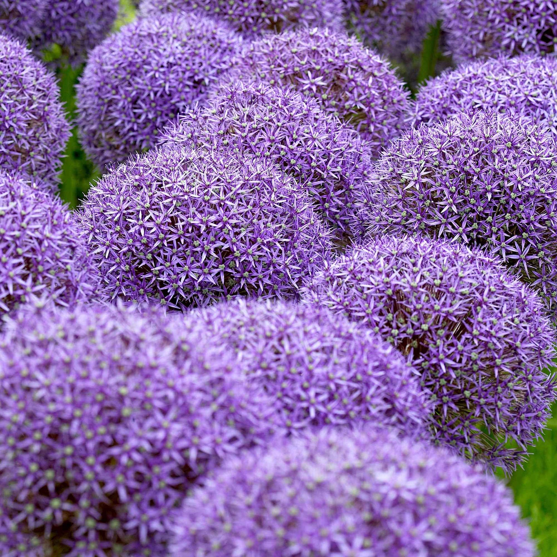 Allium - 3 Alliums d'ornement Globemaster - Allium globemaster