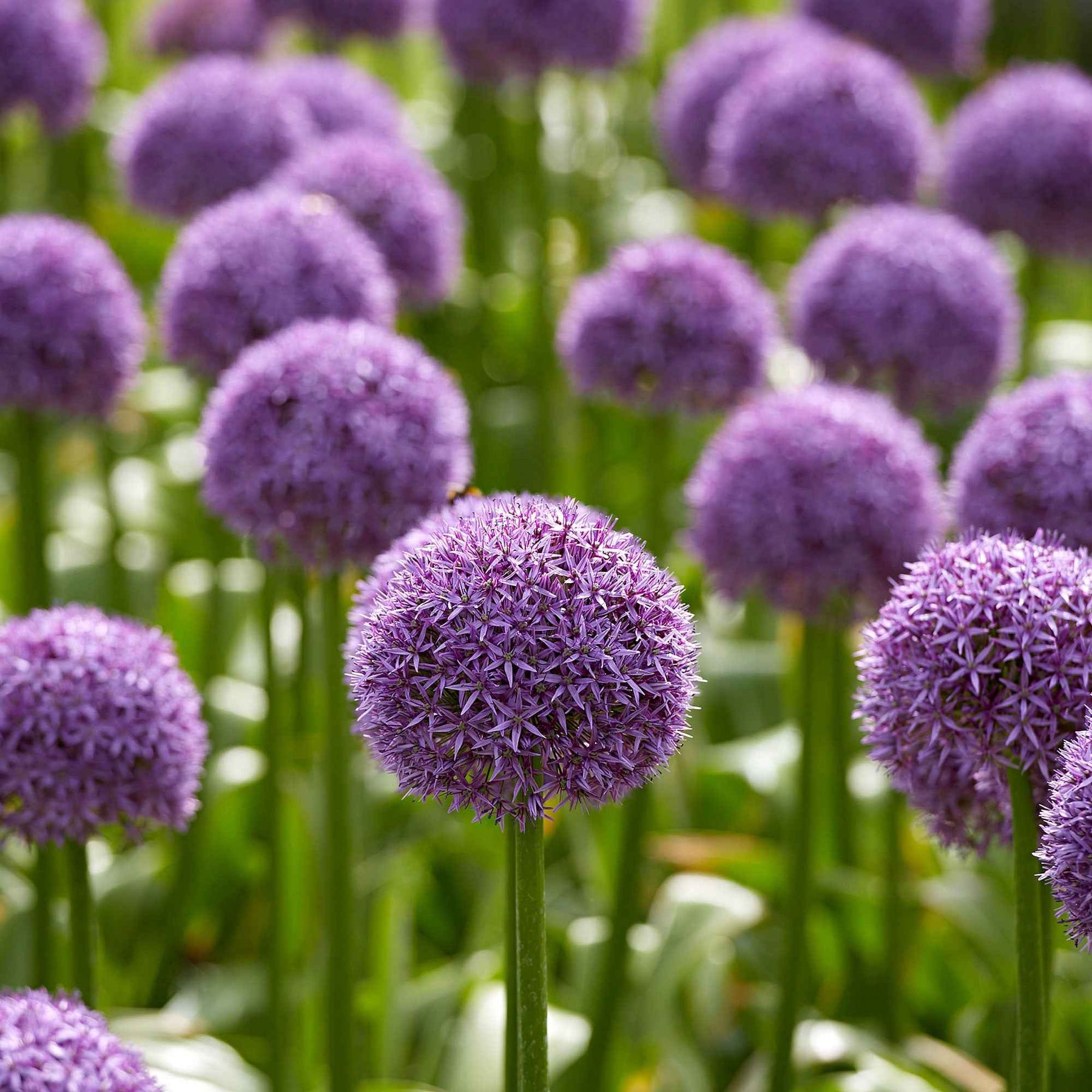 Allium globemaster - 3 Alliums d'ornement Globemaster - Allium