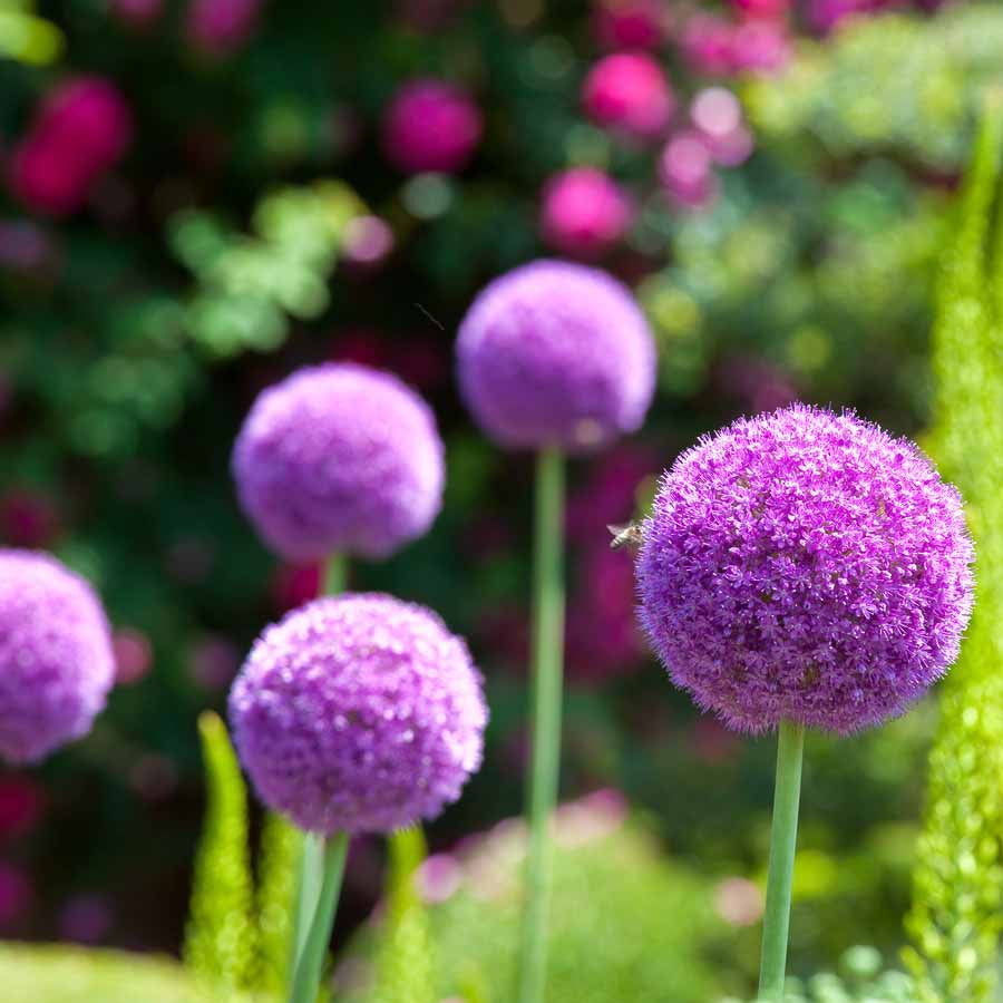 3 Alliums d'ornement Globemaster - Willemse