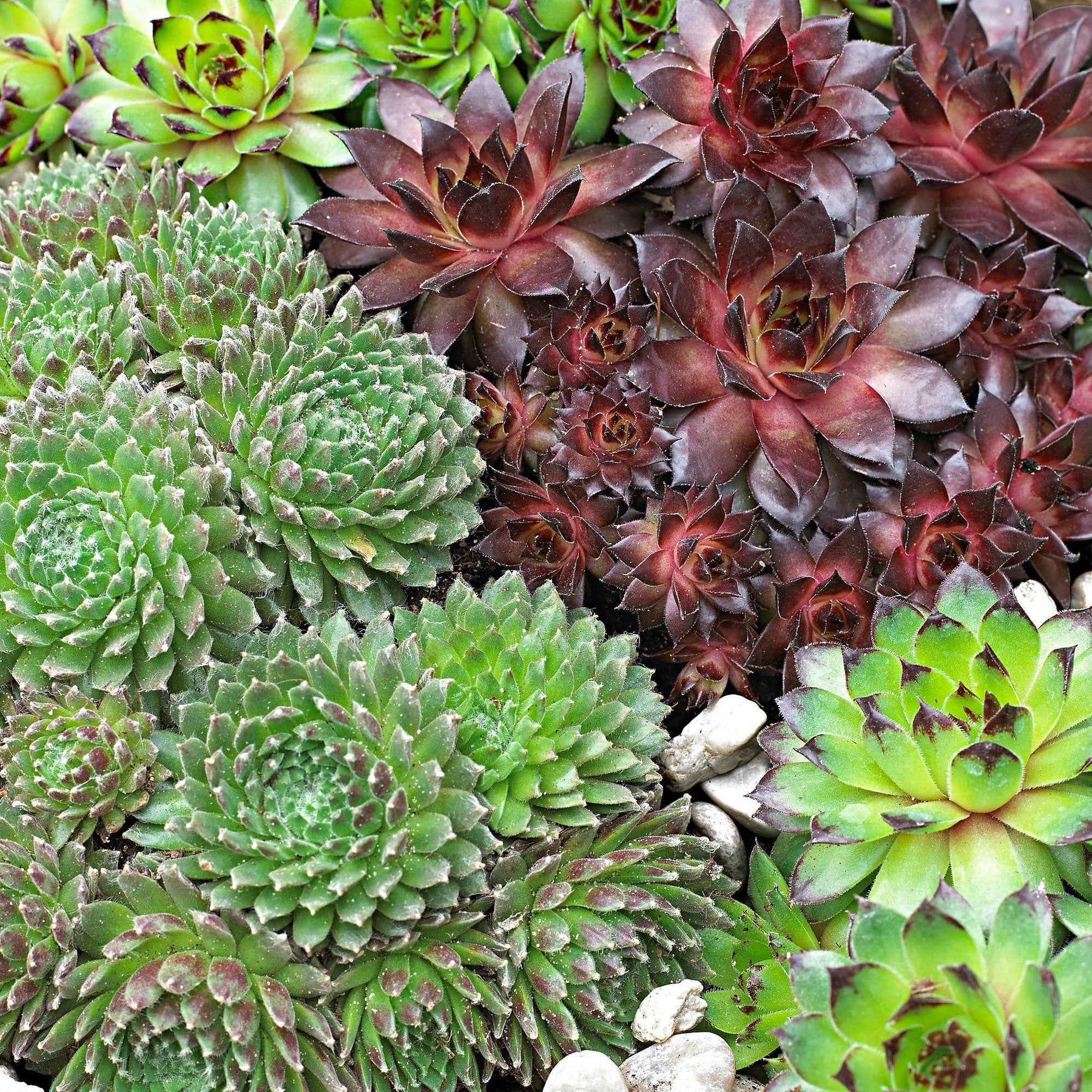 Sempervivum - 6 Joubarbes en mélange - Joubarbe - Sempervivum