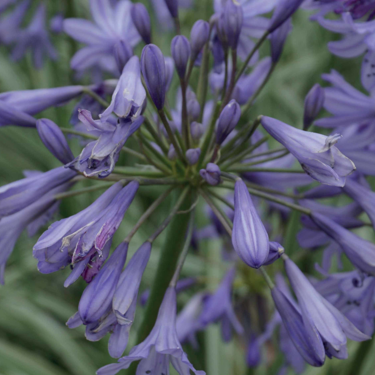 Agapanthe Silver Moon - Agapanthus Silver Moon - Willemse