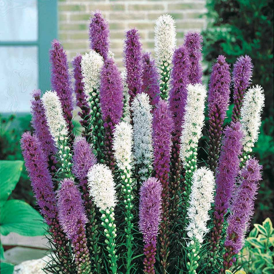 12 Plumes du Kansas mauves et blanches - Willemse