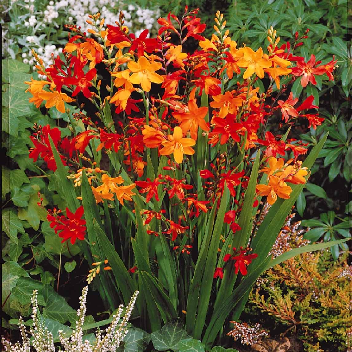 Crocosmia - 30 Crocosmias en mélange - Crocosmia