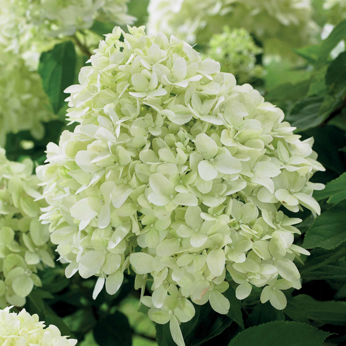 Hortensia paniculé Little Spooky - Hydrangea paniculata little spooky - Willemse