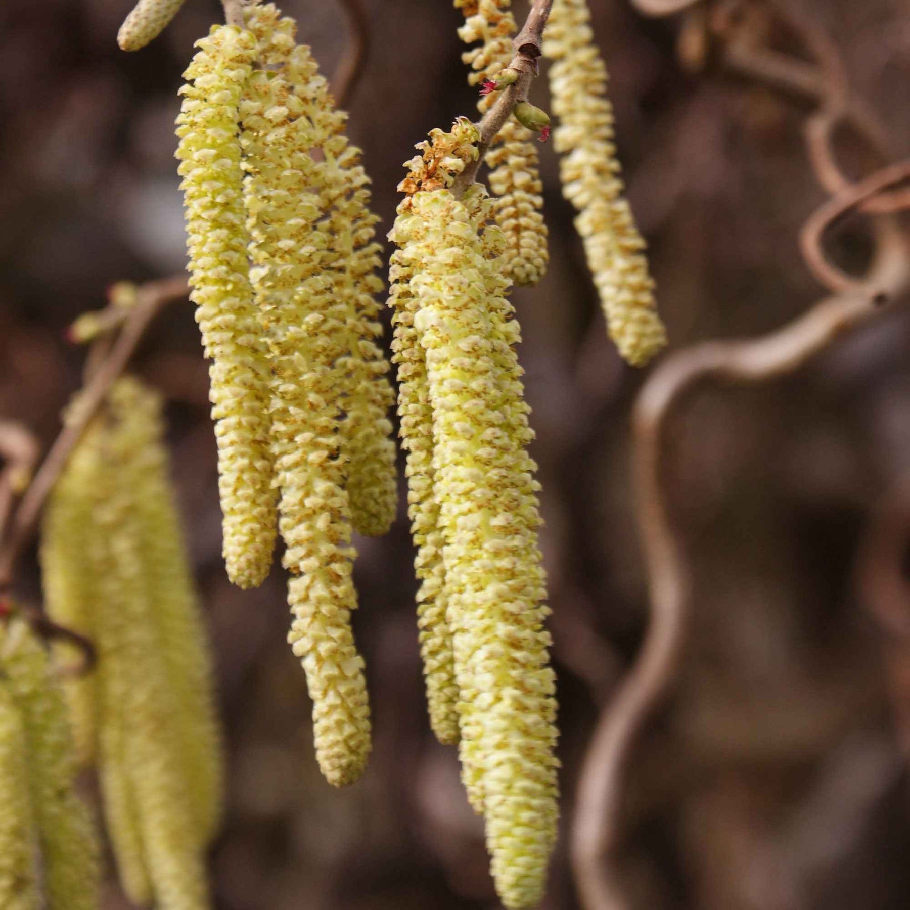Vente Noisetier tortueux - Corylus avellana 'contorta'