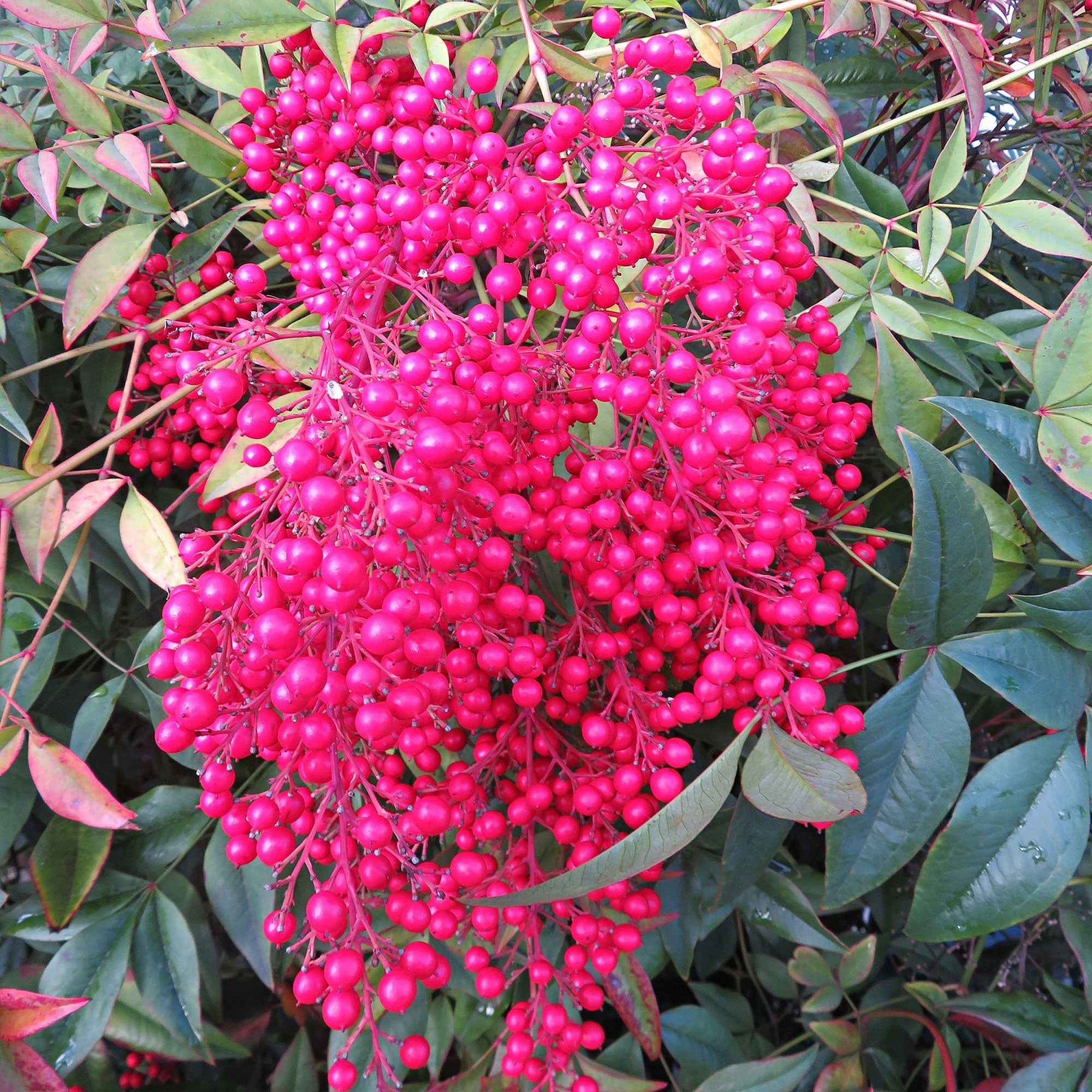Bambou sacré Fire Power - Nandina - Willemse