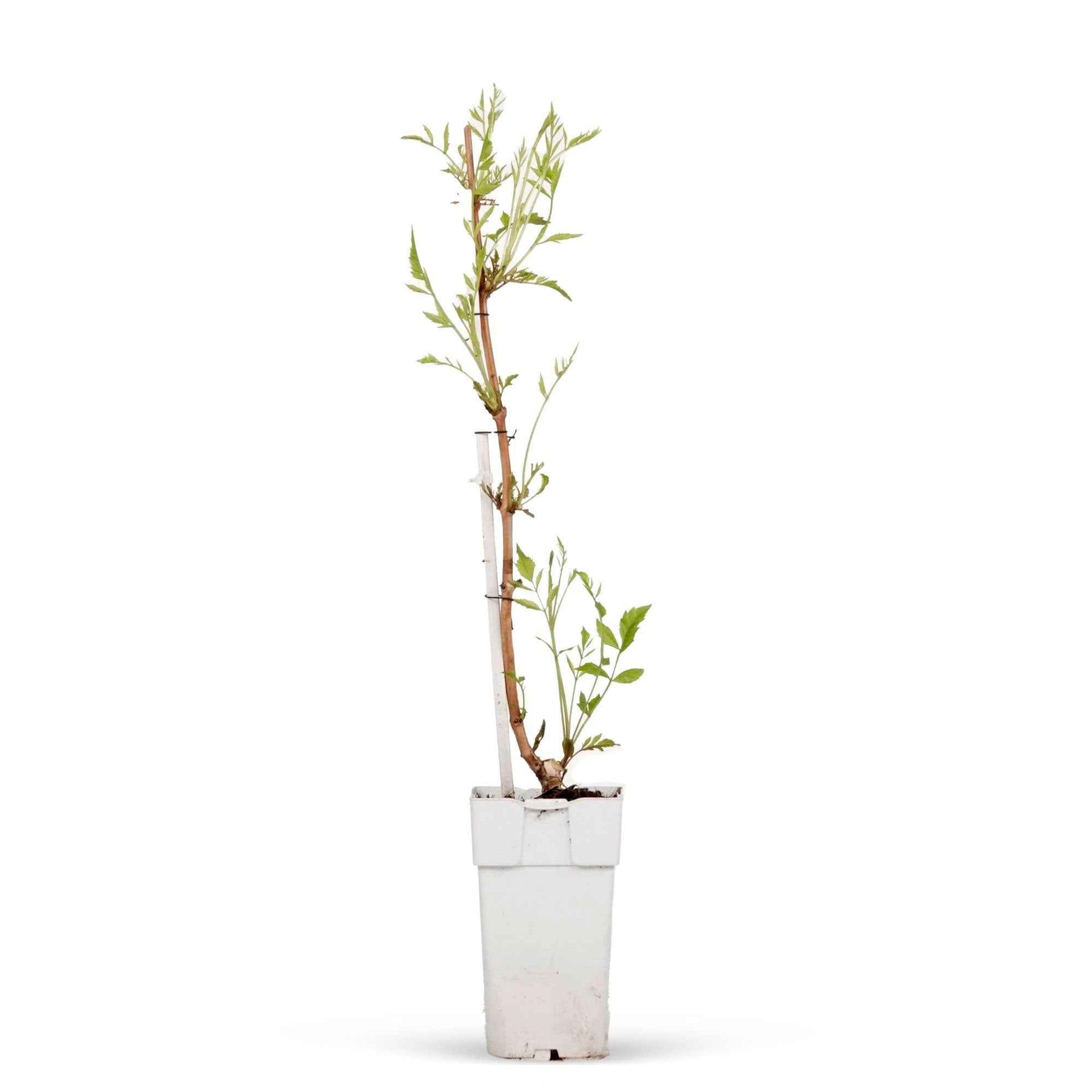 Campsis tagliabuana Indian Summer ® - Bignone Indian Summer ® sur tige - Arbustes sur tige