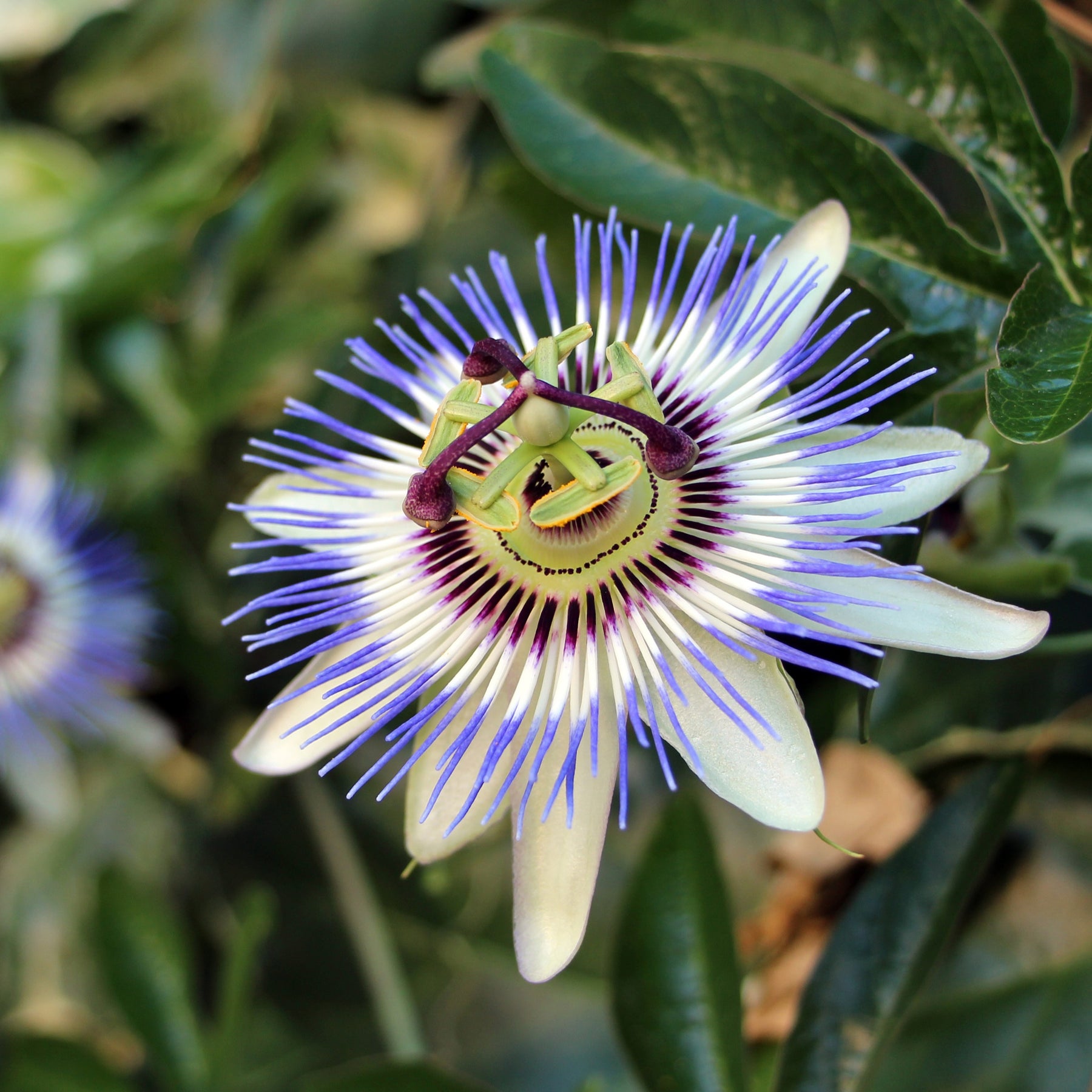 Vente Passiflore bleue - Passiflores