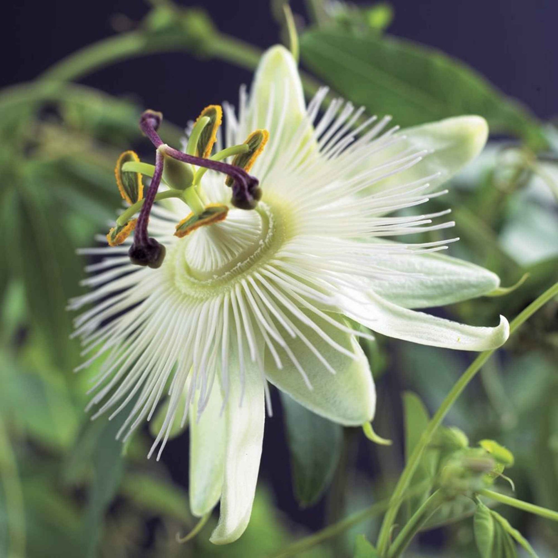 Passiflora caerulea constance elliot - Passiflore Constance Elliot - Passiflores