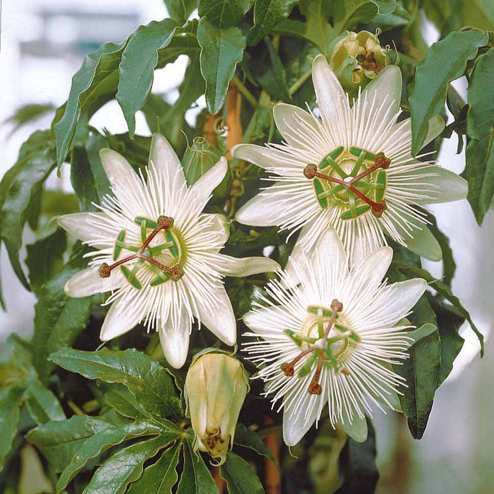 Passiflore Constance Elliot - Passiflora caerulea constance elliot - Willemse