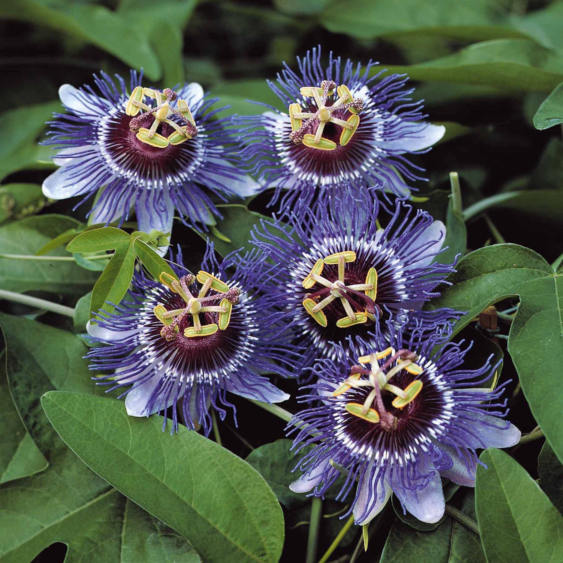 Passiflores - Passiflore Purple rain - Passiflora purple rain