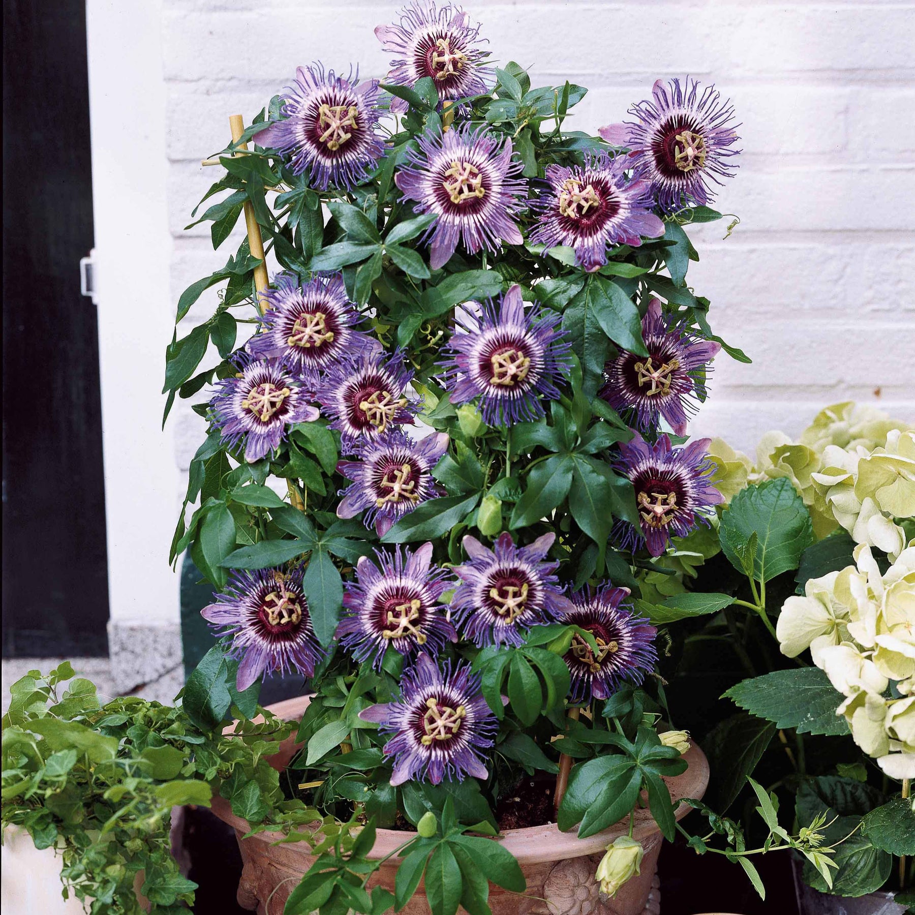Passiflora purple rain - Passiflore Purple rain - Passiflores