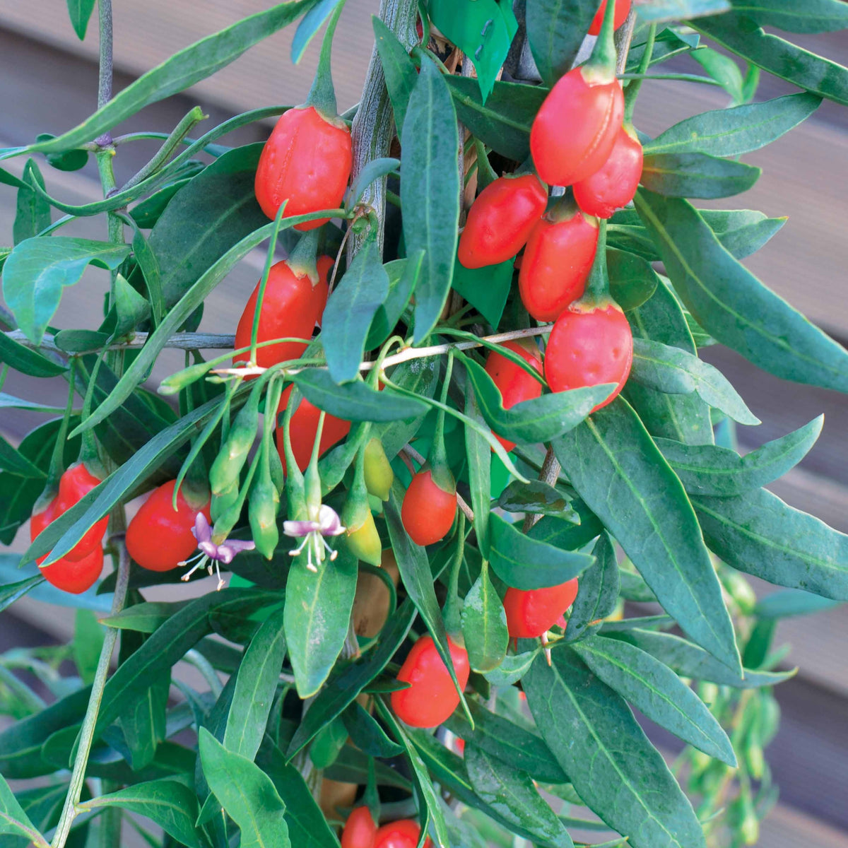 Goji Princess TAO - Willemse