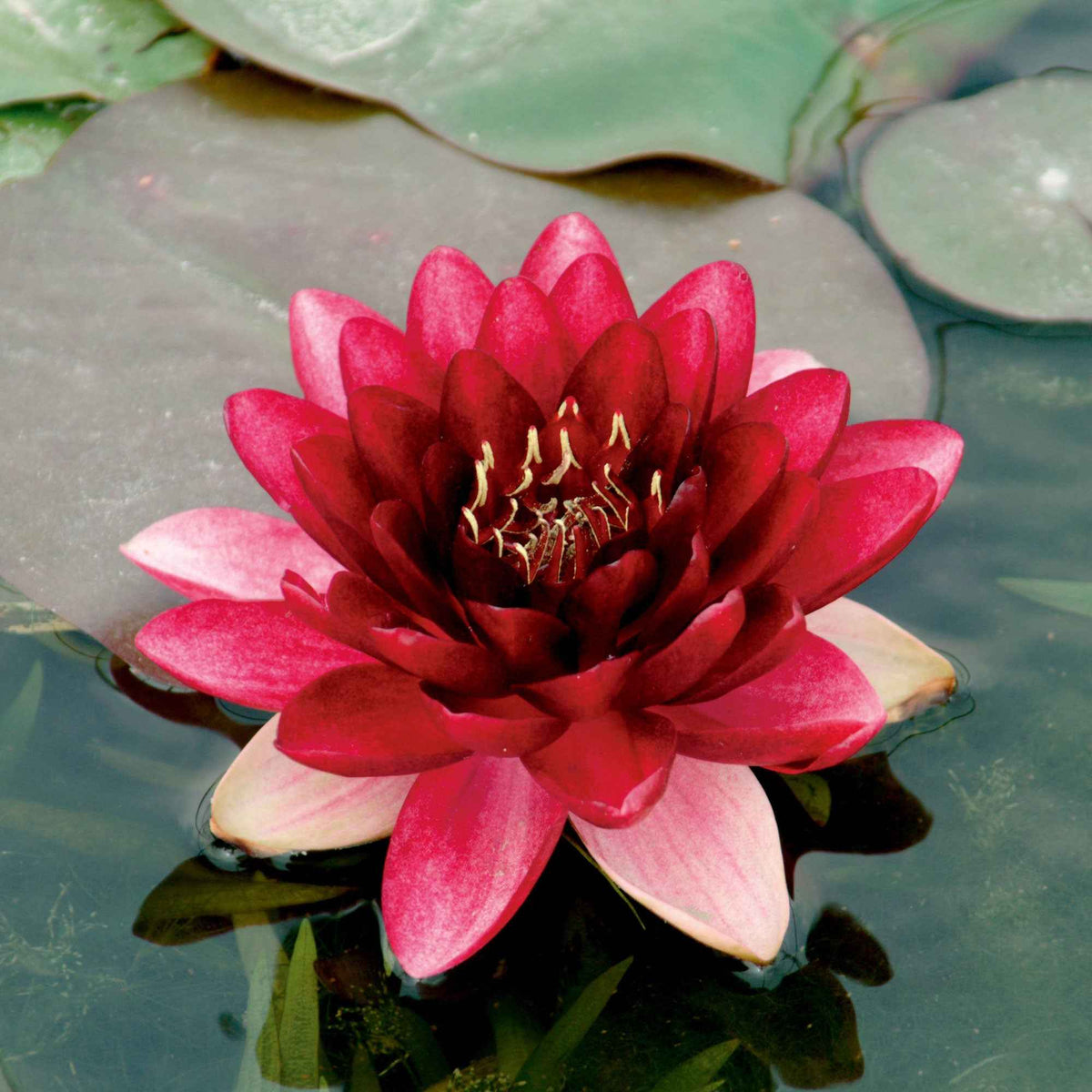 Nénuphar Perry's Almost Black - Nymphaea 'Perry's Almost Black' - Willemse