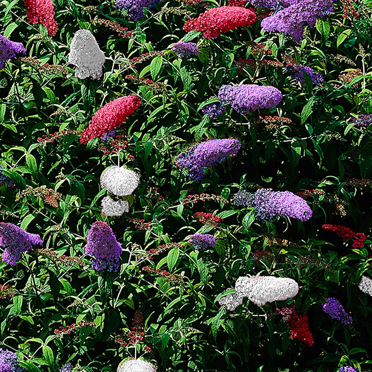 Arbre à papillons tricolore - Buddleja davidii empire blue, pinkdelight, white - Willemse