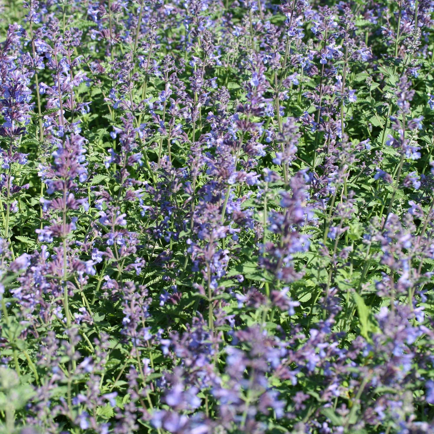 Nepeta Walker's Low - Willemse