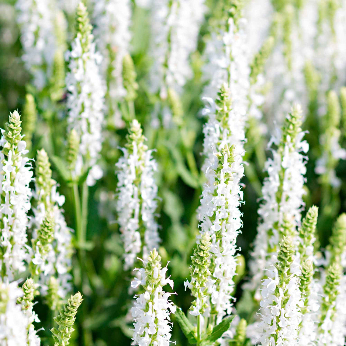 Sauge des bois Schneehügel - Salvia nemorosa schneehügel - Willemse
