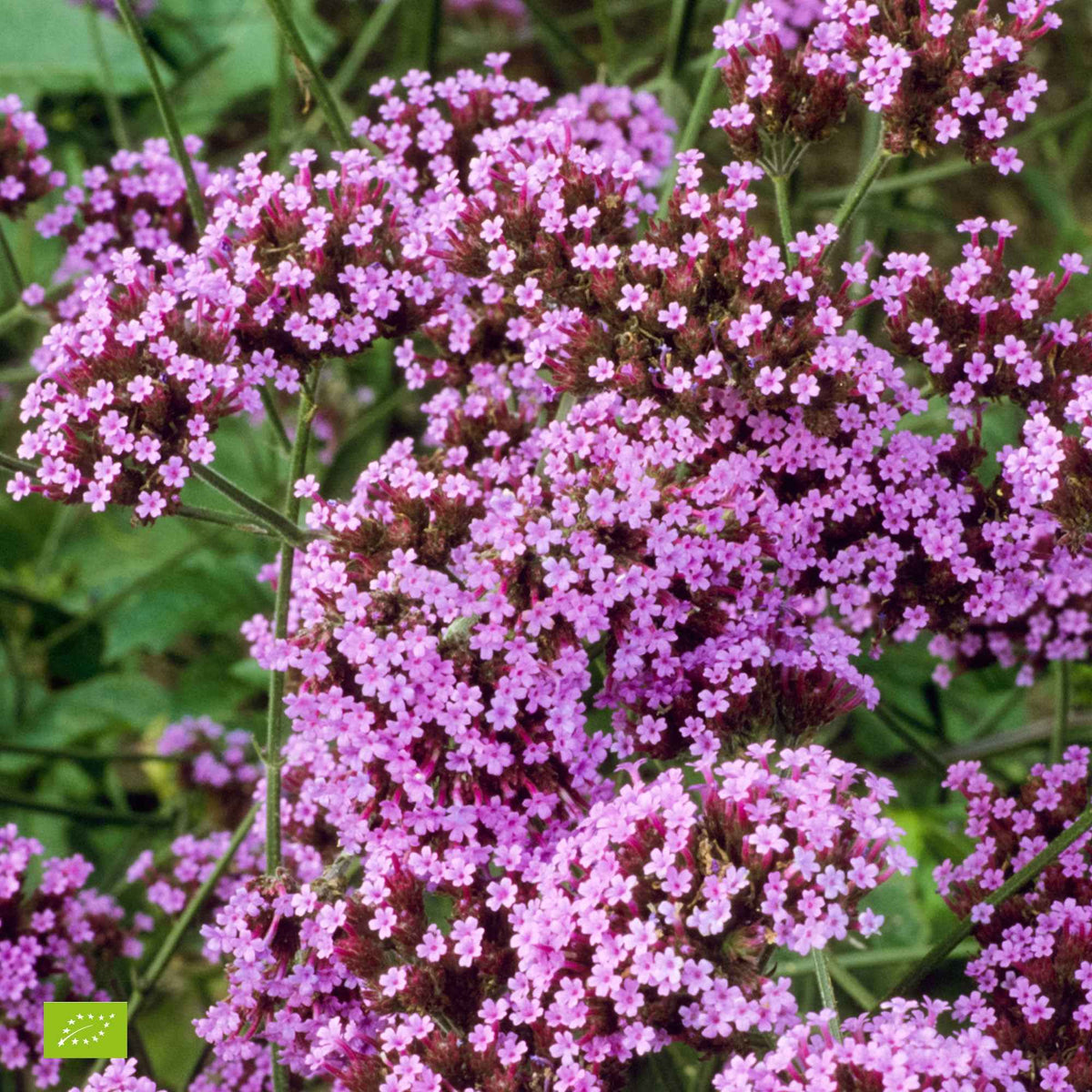 Verveine de Buenos Aires naine Lollipop - Verbena bonariensis Lollipop - Willemse