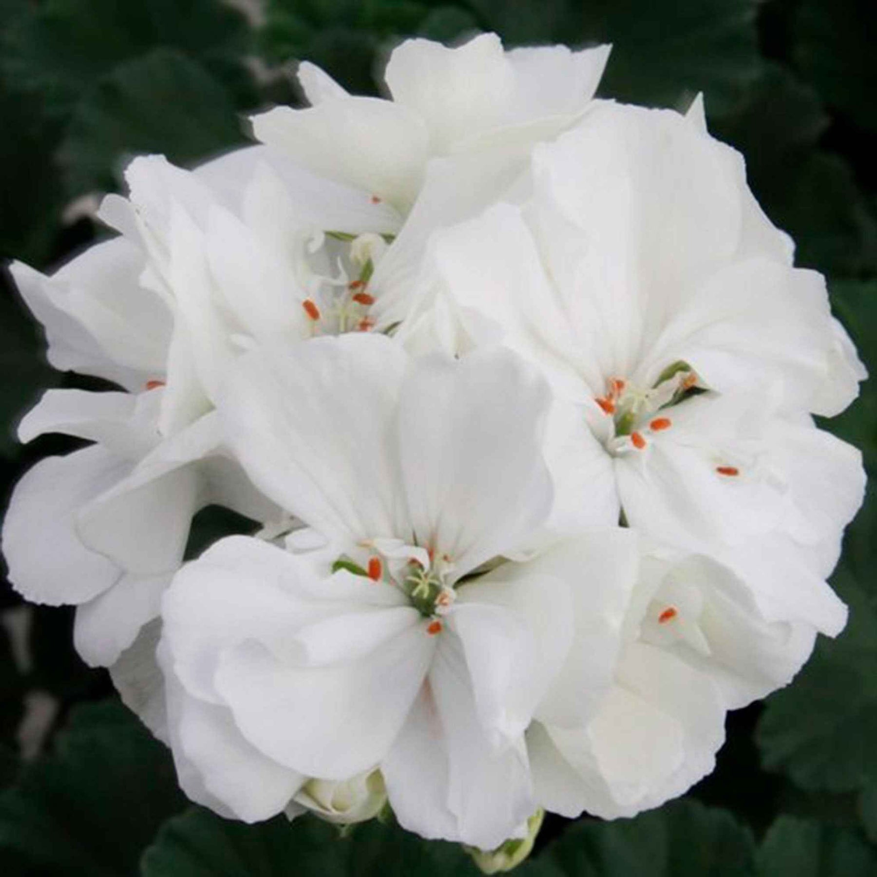 Pelargonium zonale - 3 Géraniums à massifs blancs - Géranium de balcon