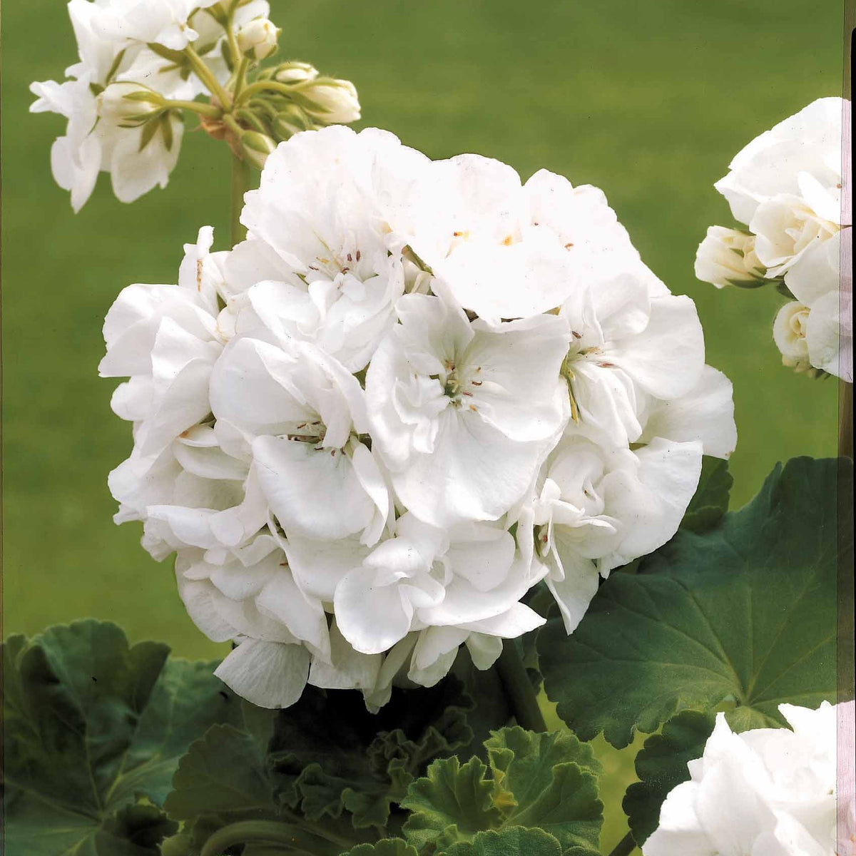 Géraniums à massifs blancs - Pelargonium zonale - Willemse