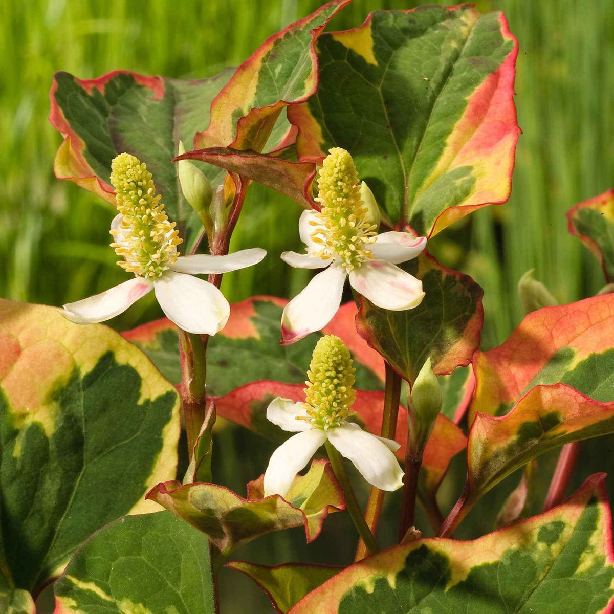 Houttuynia cordata Chameleon - Houttuynia cordata chameleon - Willemse