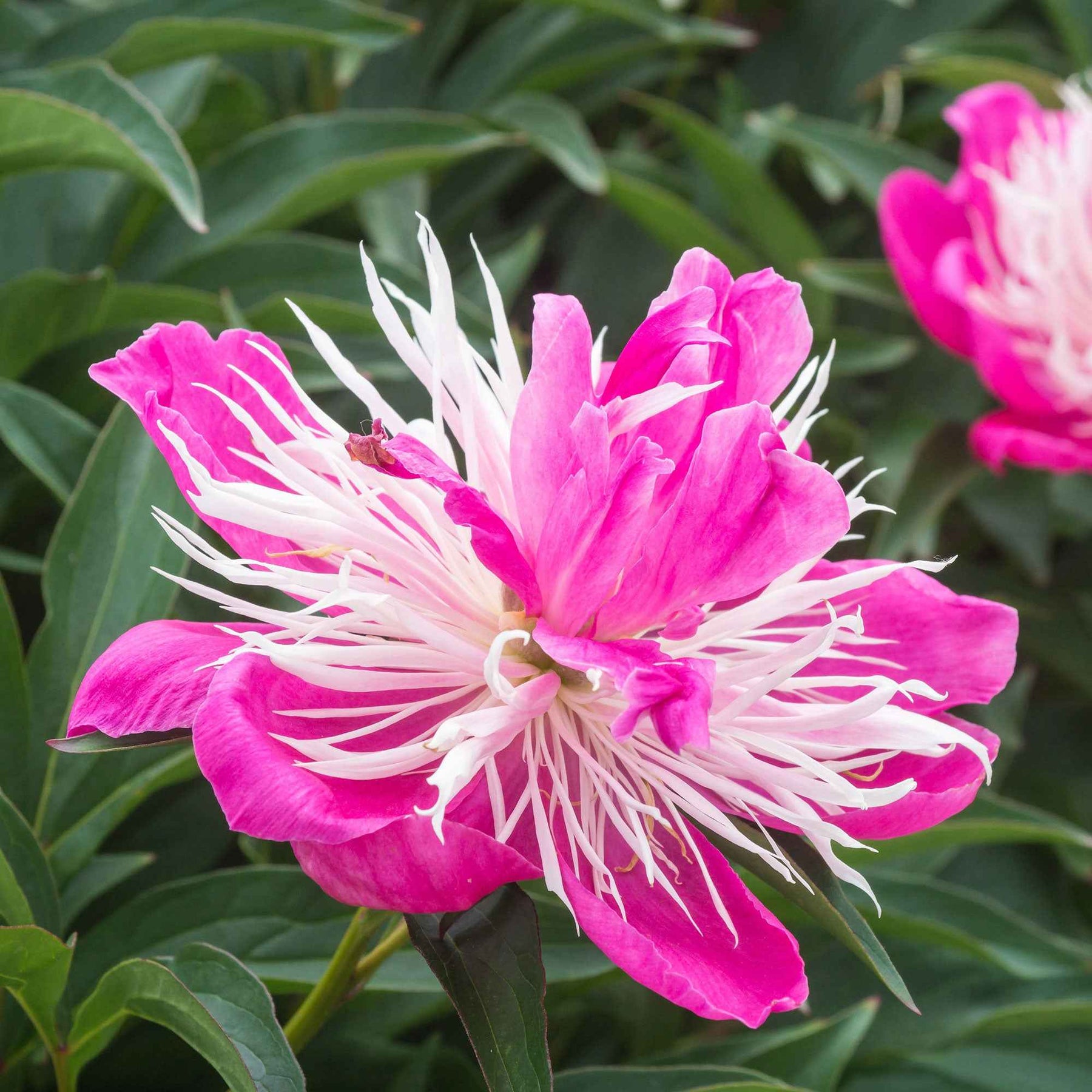Paeonia Fantastic - Pivoine Fantastique - Pivoines