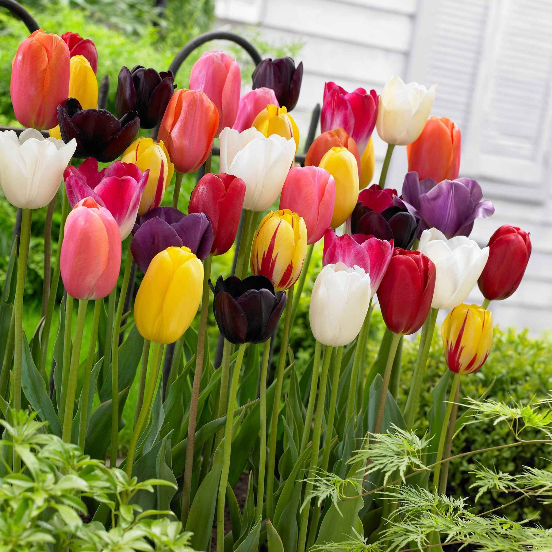 30 Tulipes 60 days of Tulips en mélange - Tulipa - Willemse