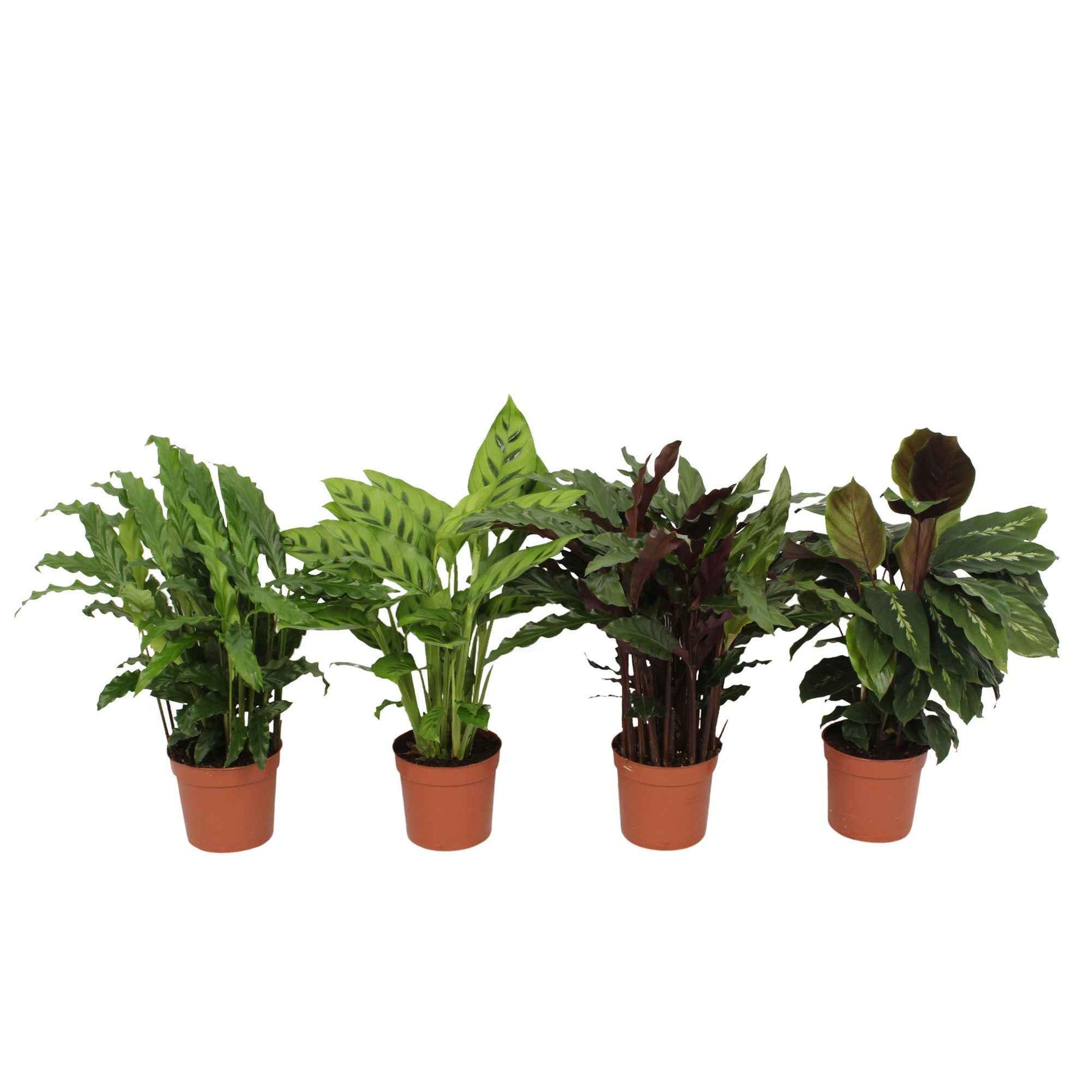 Calathea - 4 Calathéas en mélange - Calathea 'eldergrass', 'blue grass', 'leopardina', 'mauiqueen'